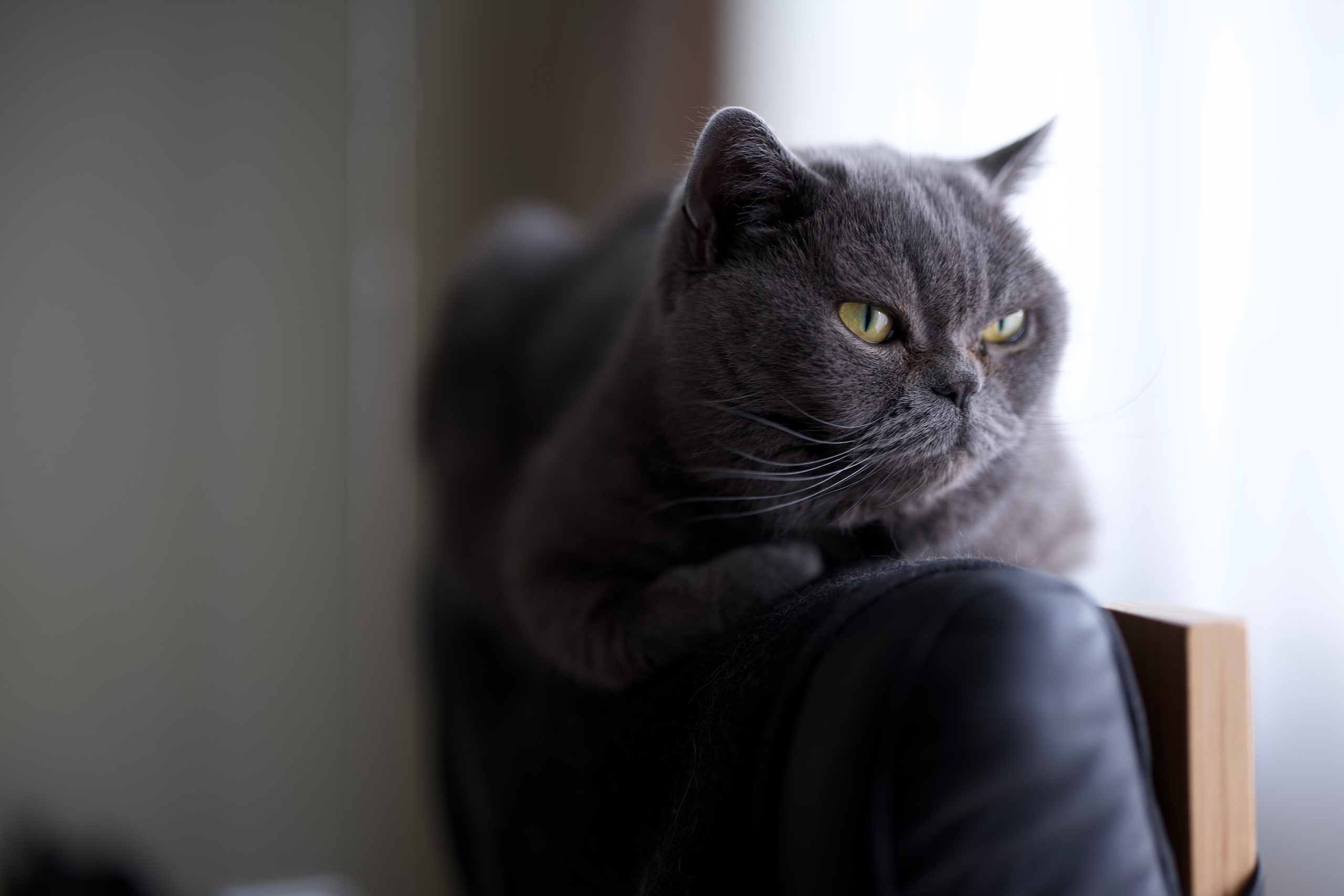 Руша. Владимир Власюк