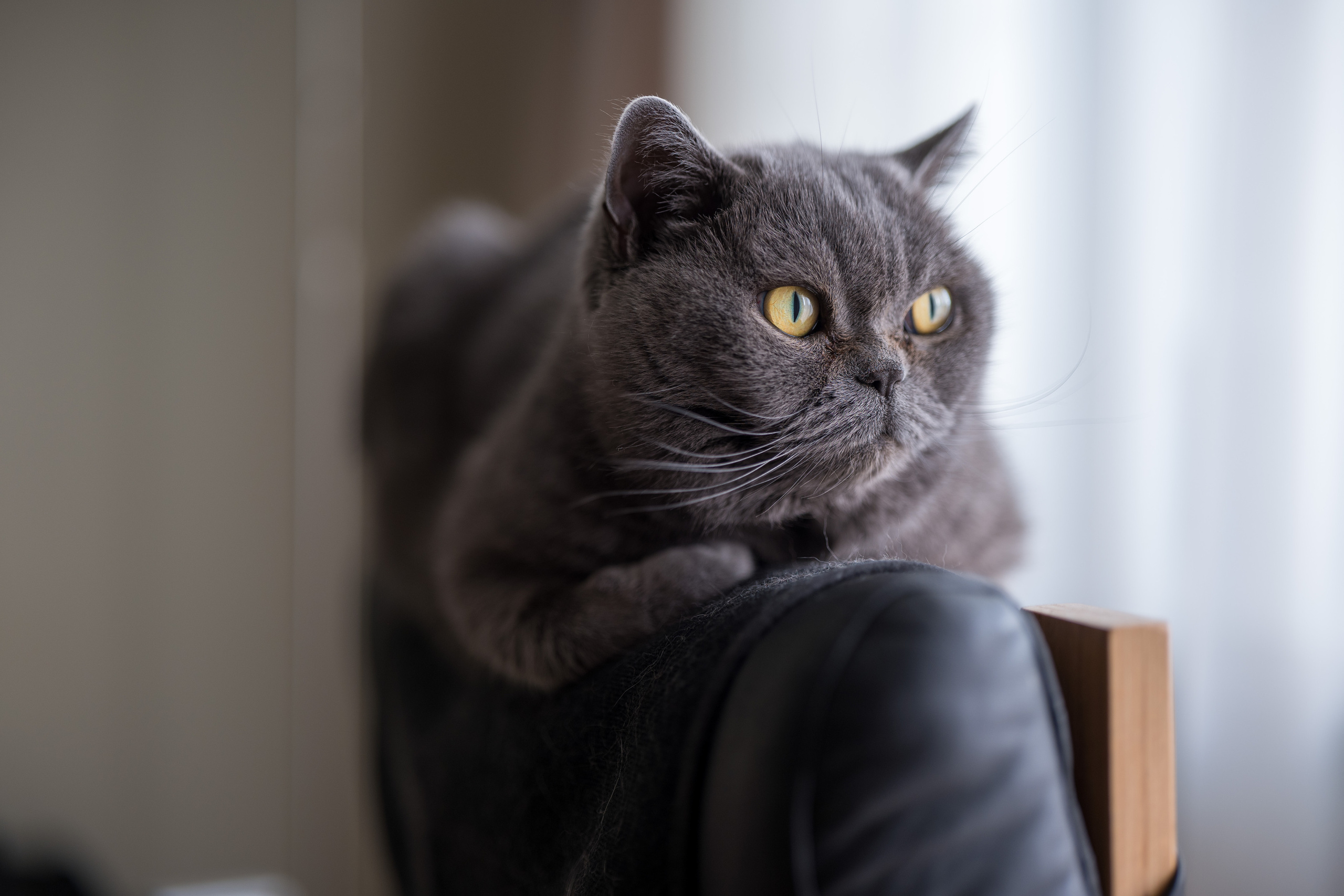 Руша. Владимир Власюк