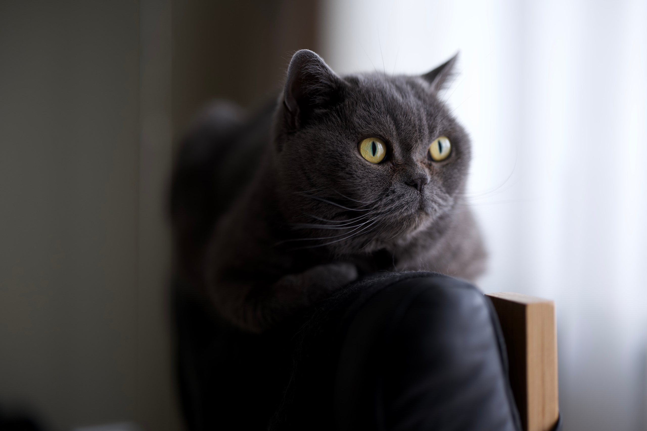 Руша. Владимир Власюк