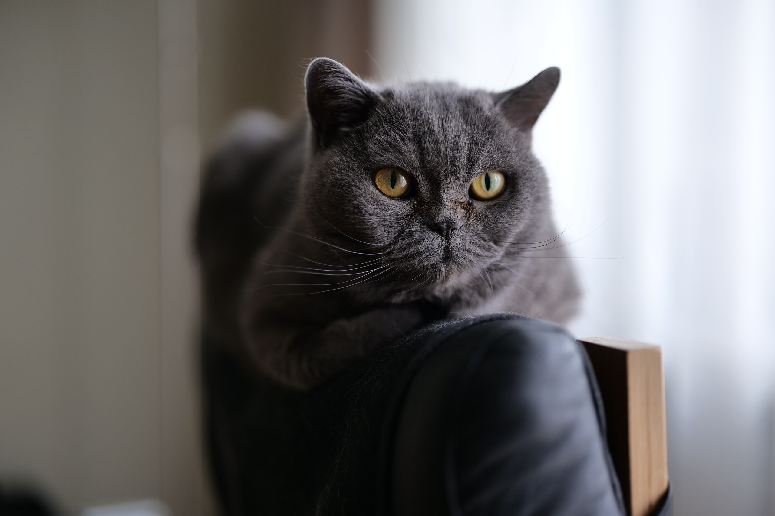 Руша. Владимир Власюк