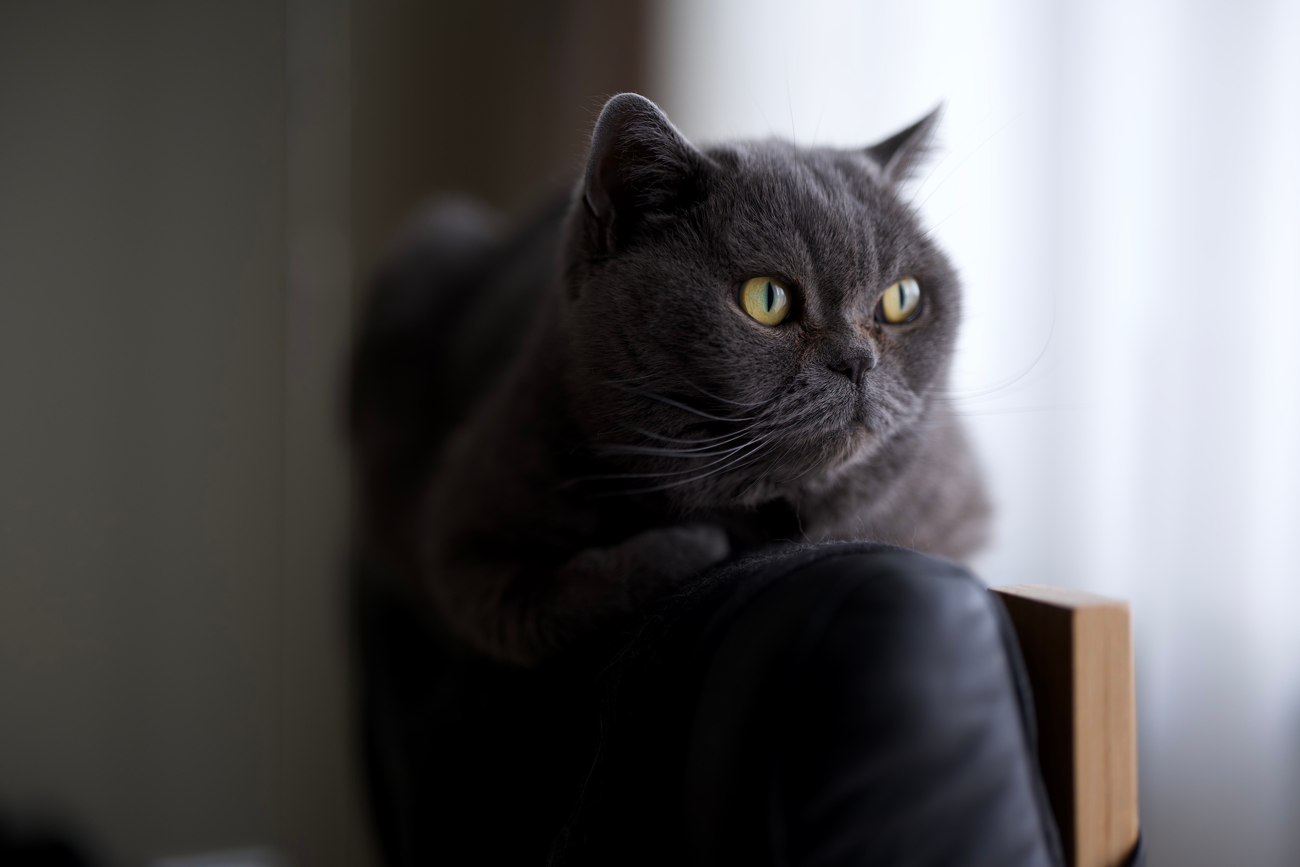 Руша. Владимир Власюк