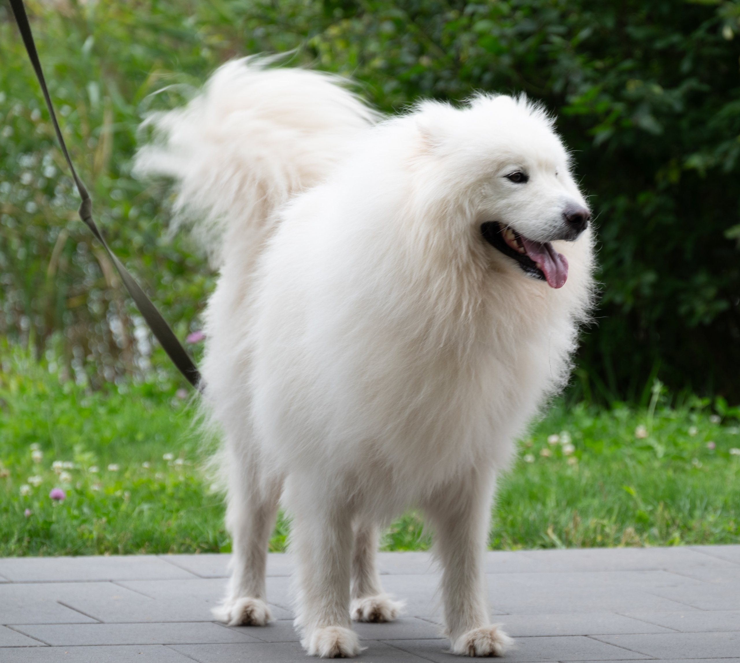 Pets Fest. Юлия Чайко, фотограф в Минске
