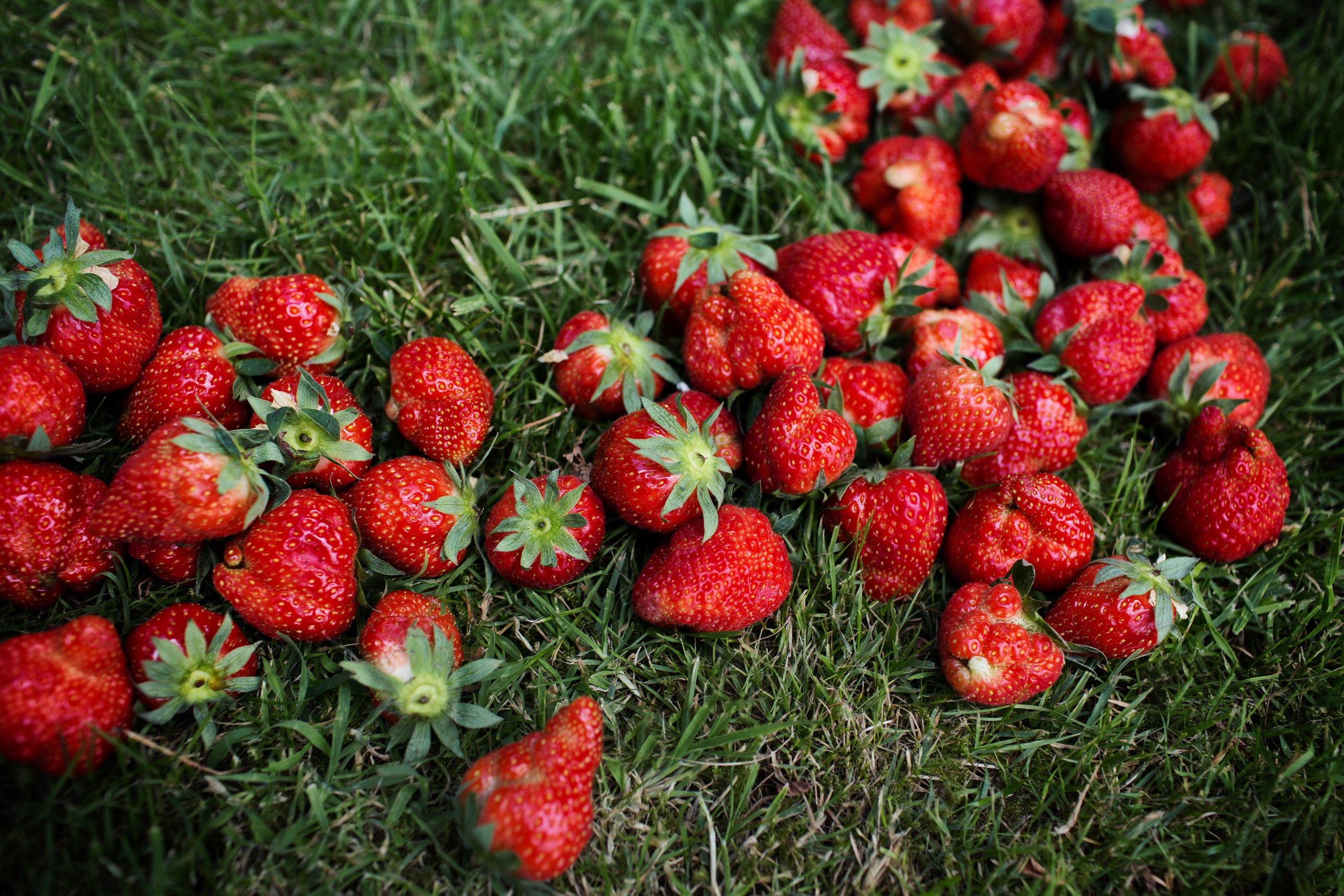 Дети. Свадебный, семейный и индивидуальный фотограф в Зеленограде и Москве Ирина Костенко
