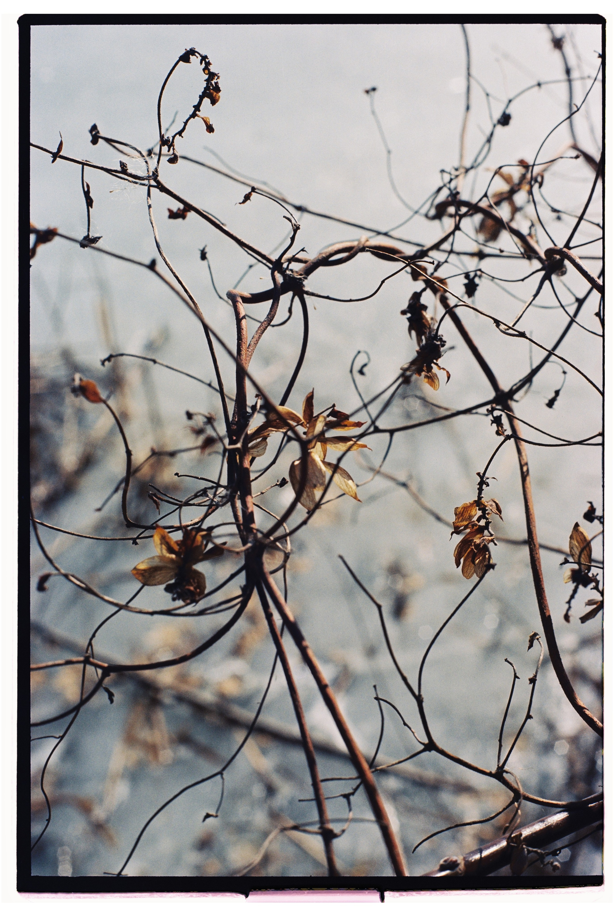 KALUGA. ANNA — PHOTOGRAPHER