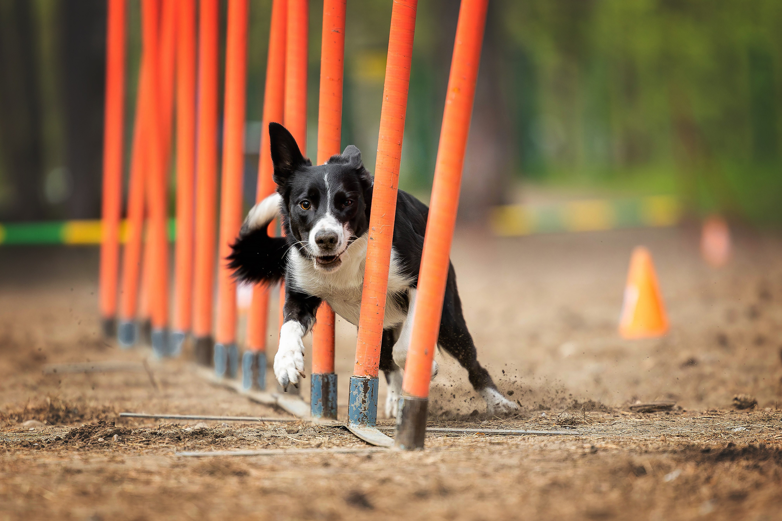 Тренировка аджилити. Фотограф Анималист в Перми Анастасия Остерман