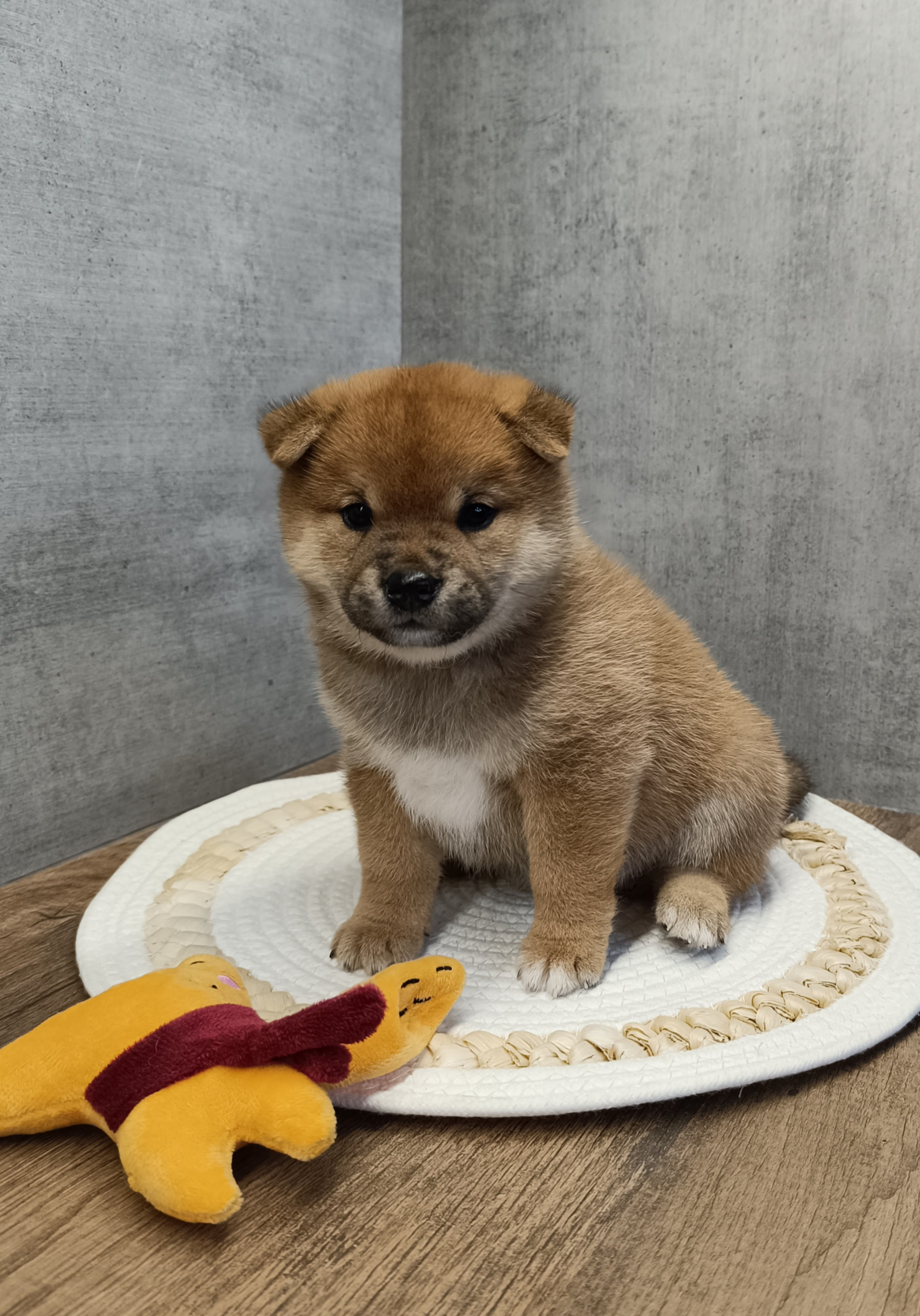 Rubylight Hattie. AMERICAN AKITA RUBYLIGHT KENNEL I SHIBA-INU