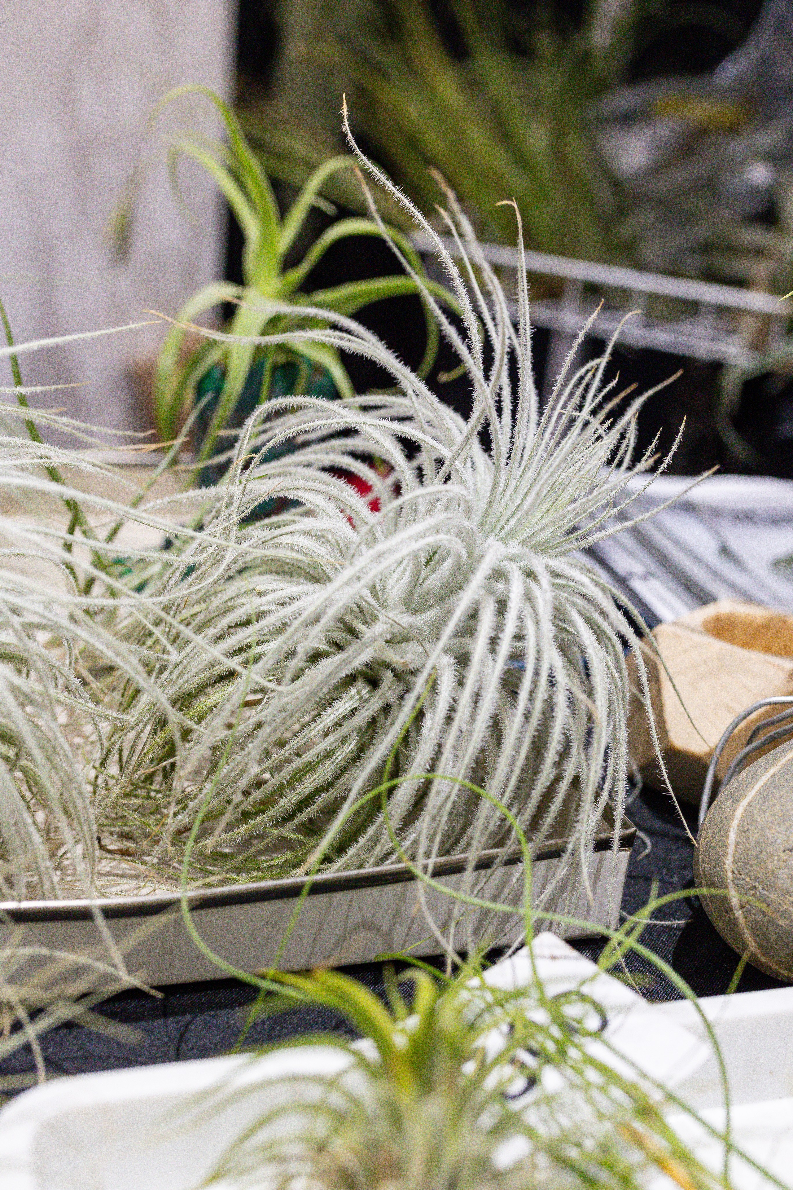 Монстериум 11–12 октября. Александра Куликова фотограф, Москва