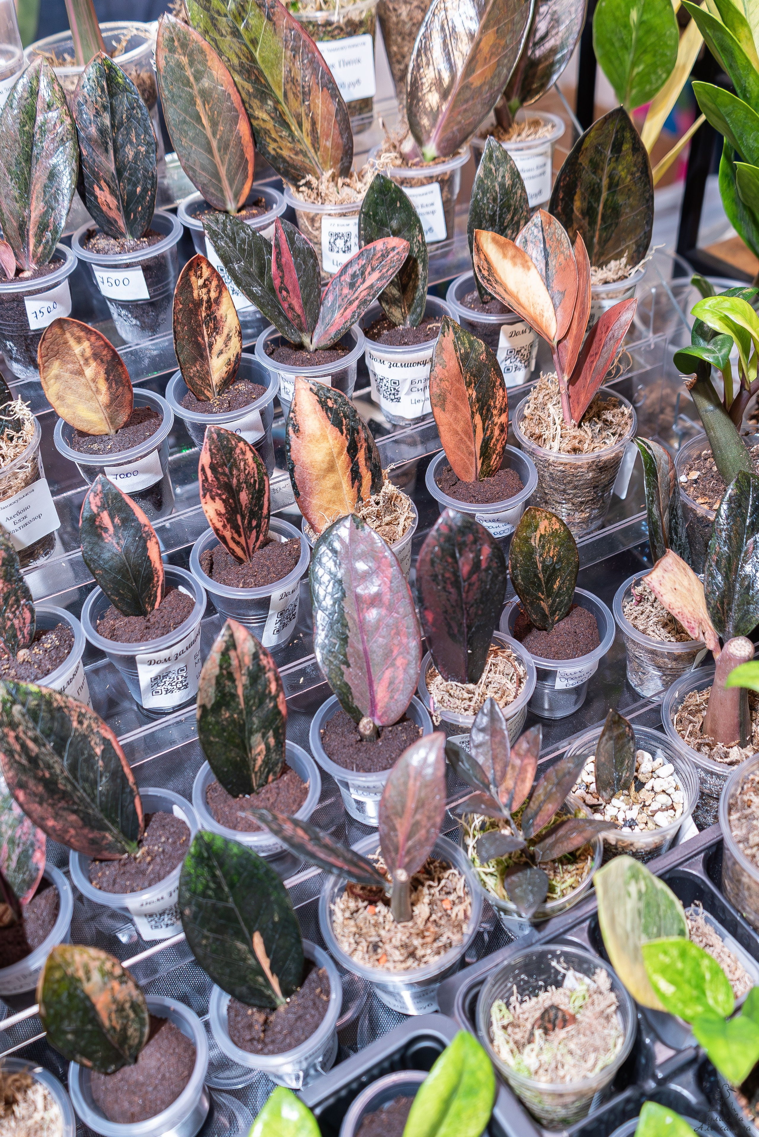 Гроубокс Артплей апрель. Александра Куликова фотограф, Москва