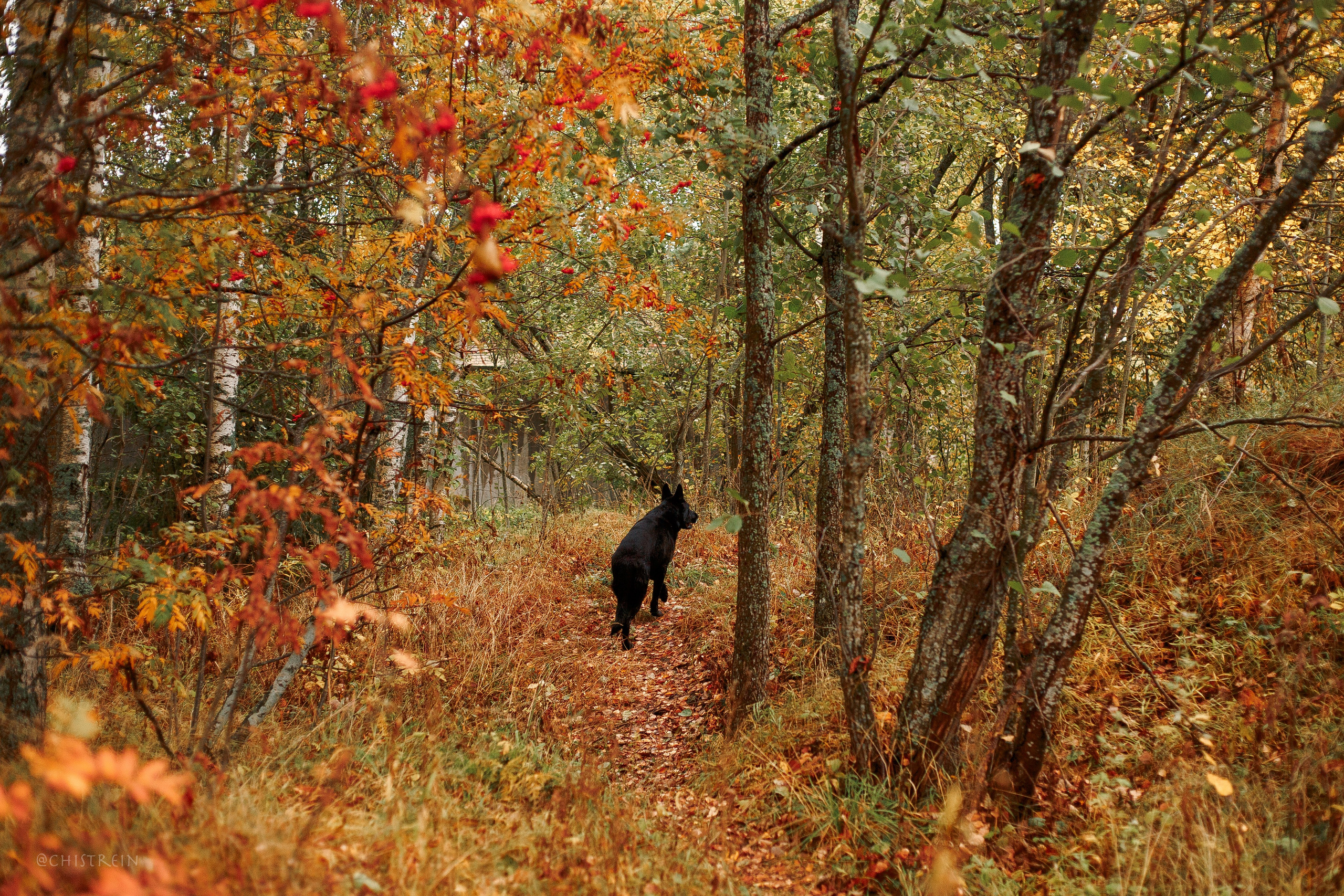 Дальний пирс. Фотограф-анималист Наталия Чистюхина в г. Сосновый Бор и ЛО