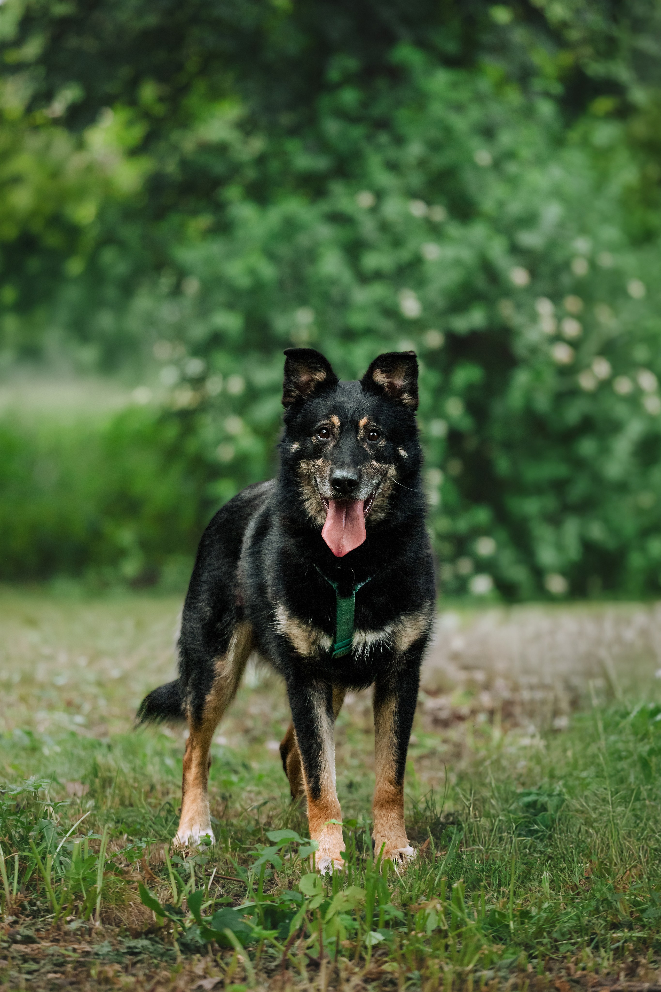 Собаки из приюта Дубовая роща лето 2025. Фотограф-анималист Татьяна Степанова