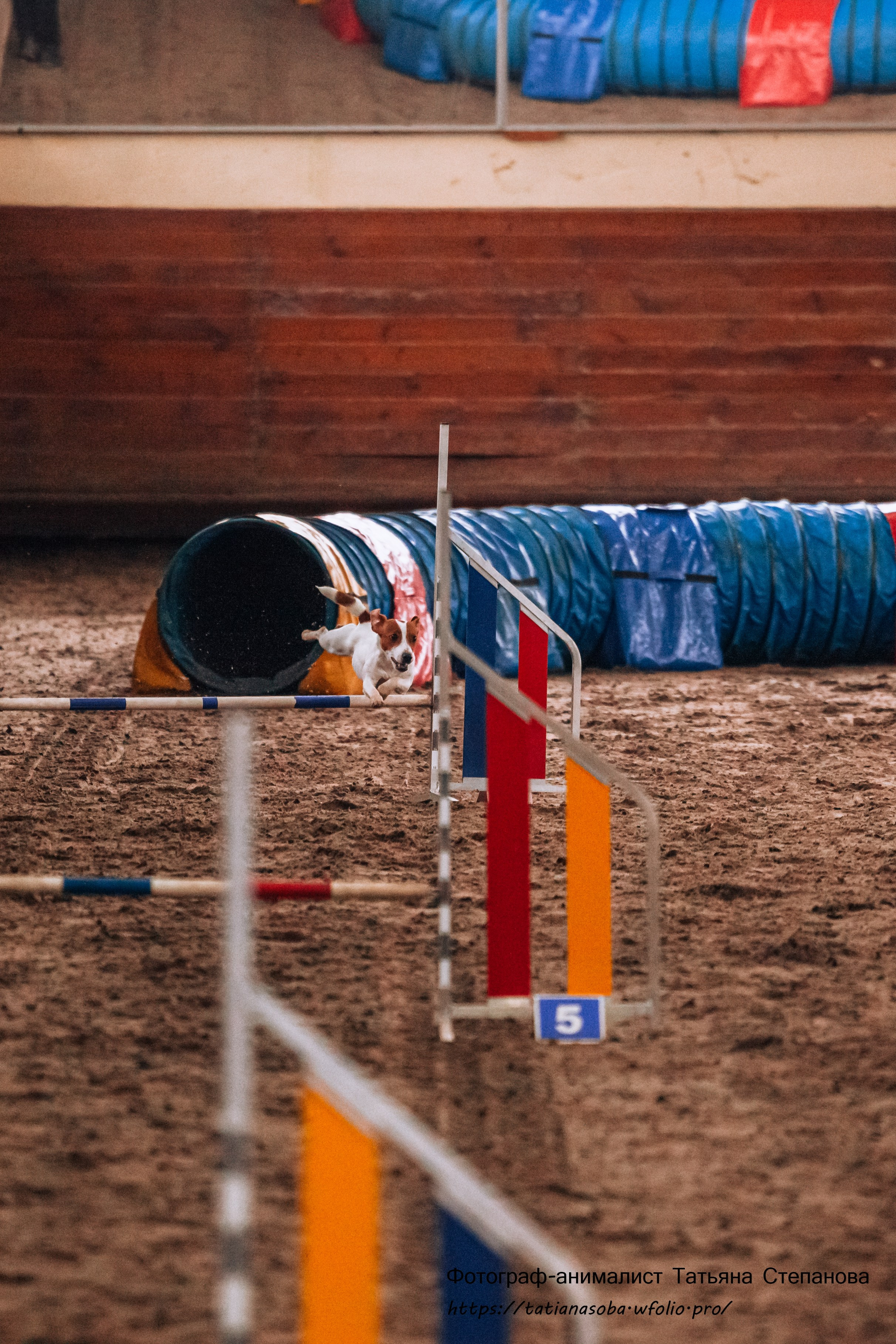 Соревнования по Аджилити 25.02.2024. Фотограф-анималист Татьяна Степанова