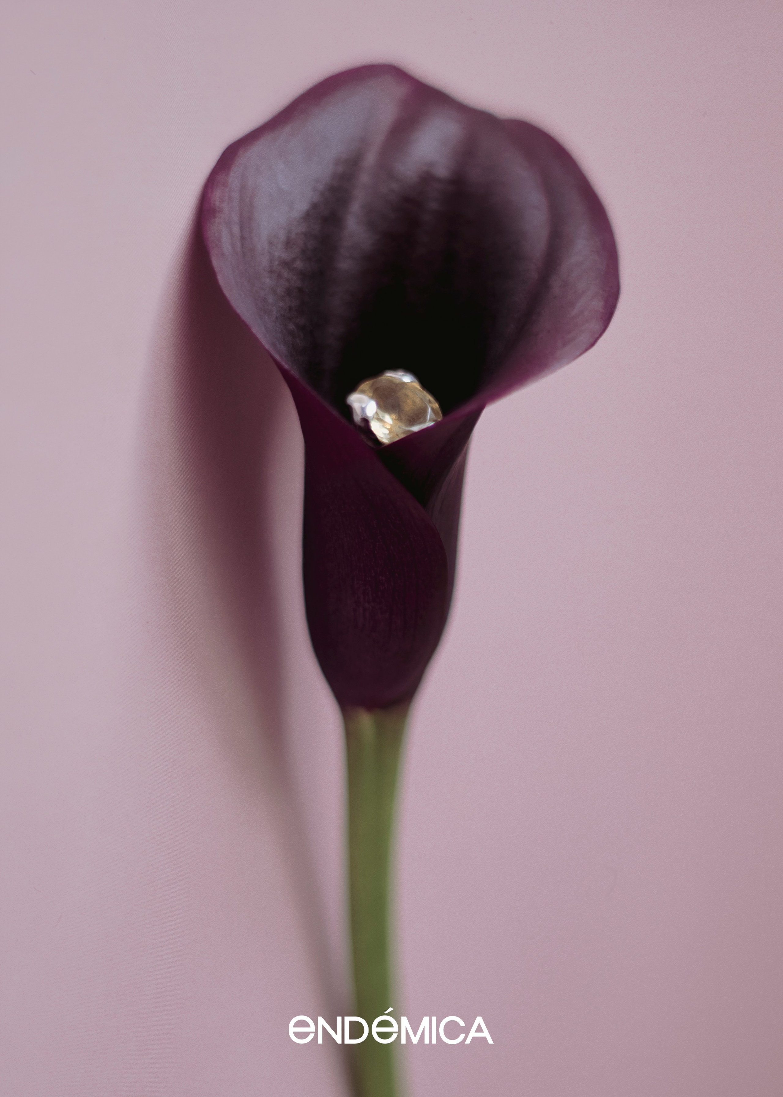 Endemica. ㅤ