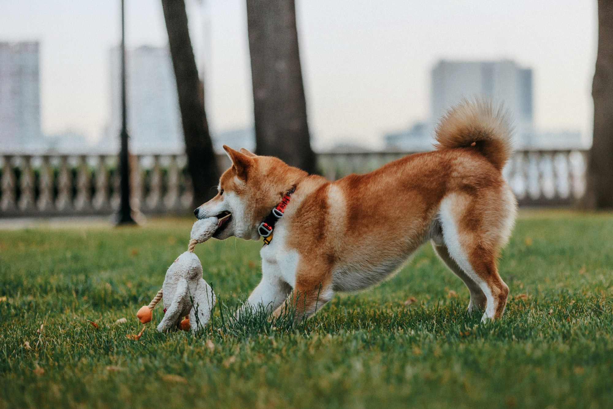 Аня, Влад и Ики. Фотограф-анималист Елена Радченко, Москва