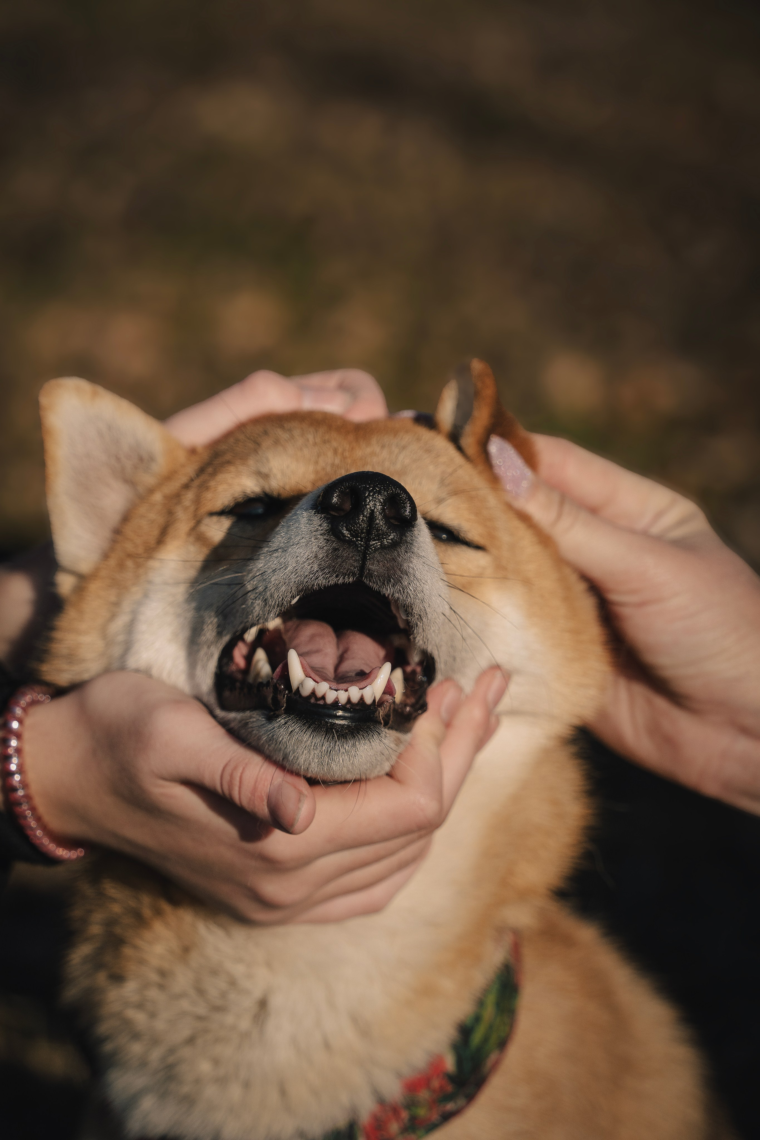 Семейная история. Семейный фотограф анималист г. Находка