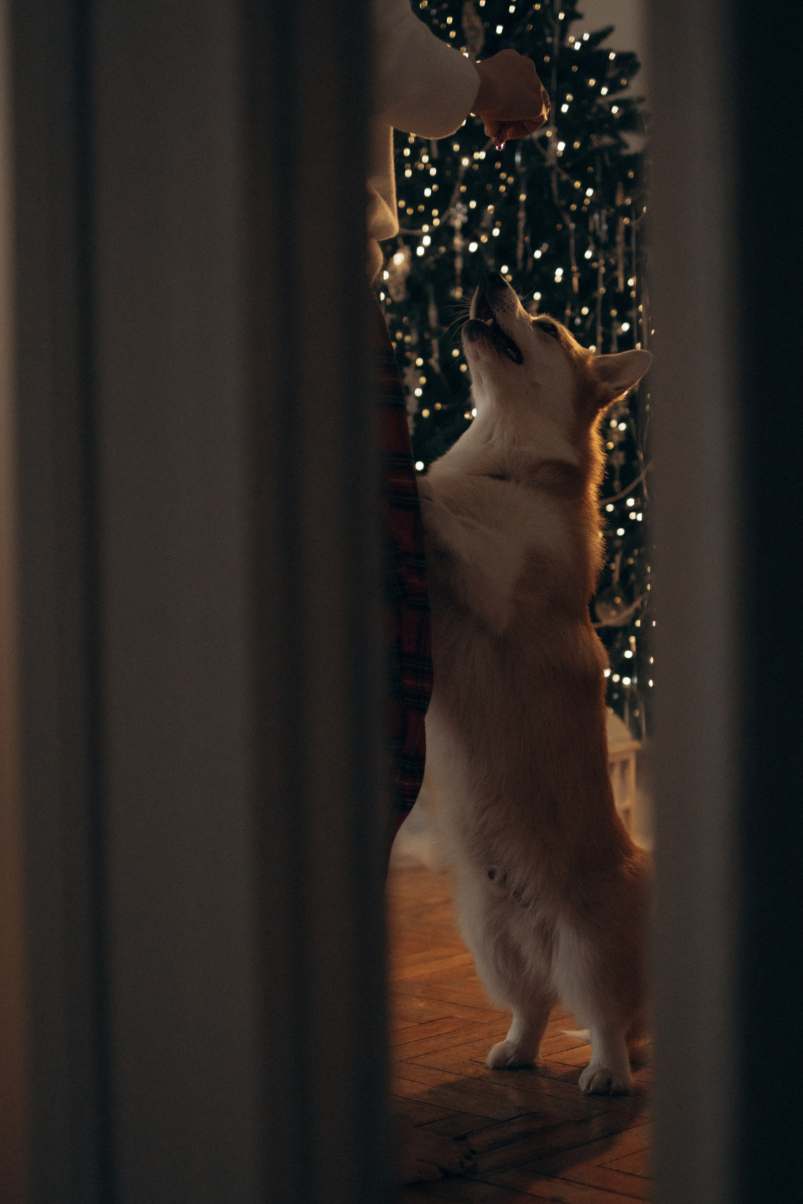 Ронни и Жанна. Фотораф — анималист Мария Шистка