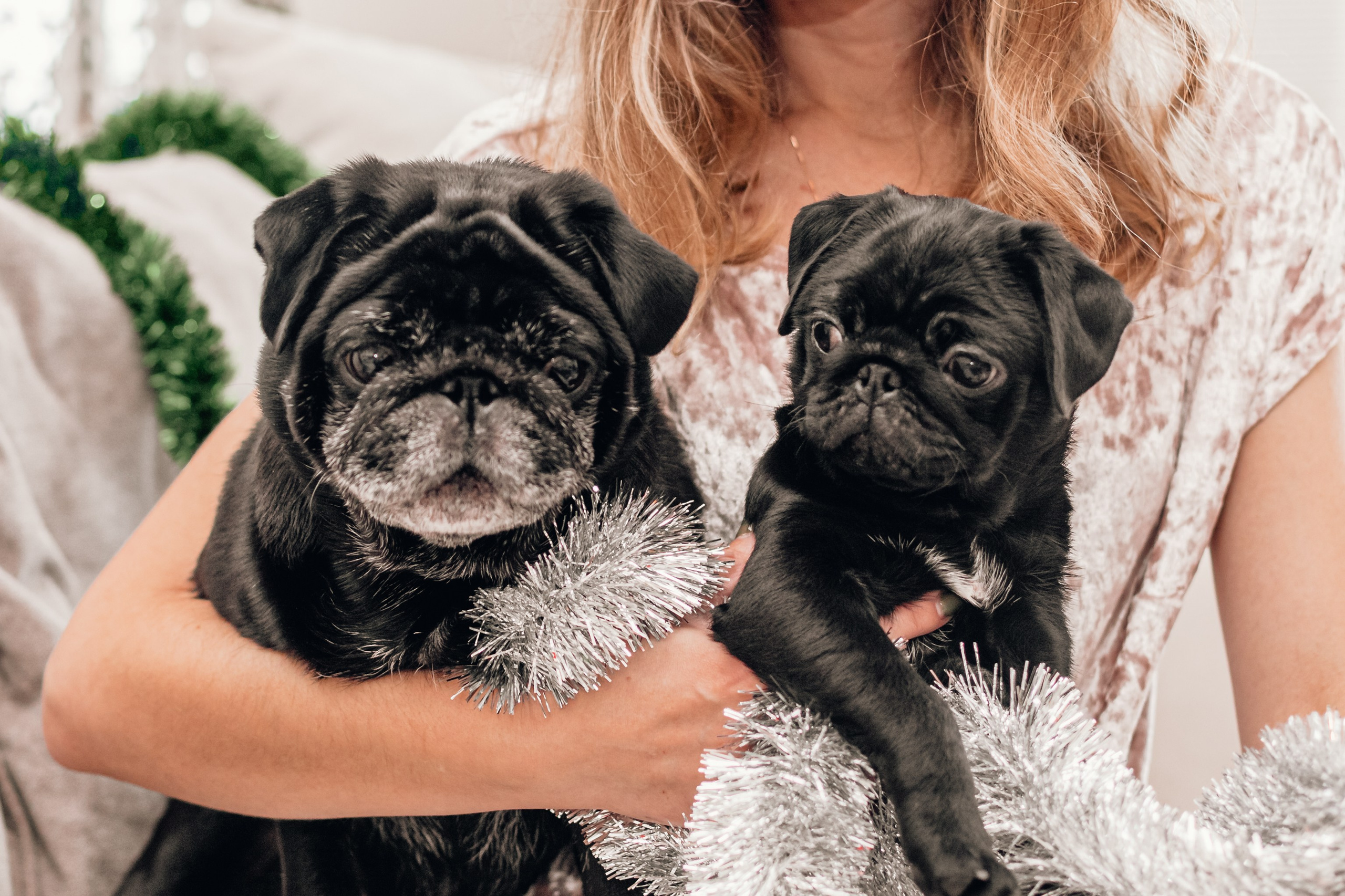 Домашняя фотосессия Оли и двух ее мопсов. Фотограф-анималист Татьяна Степанова