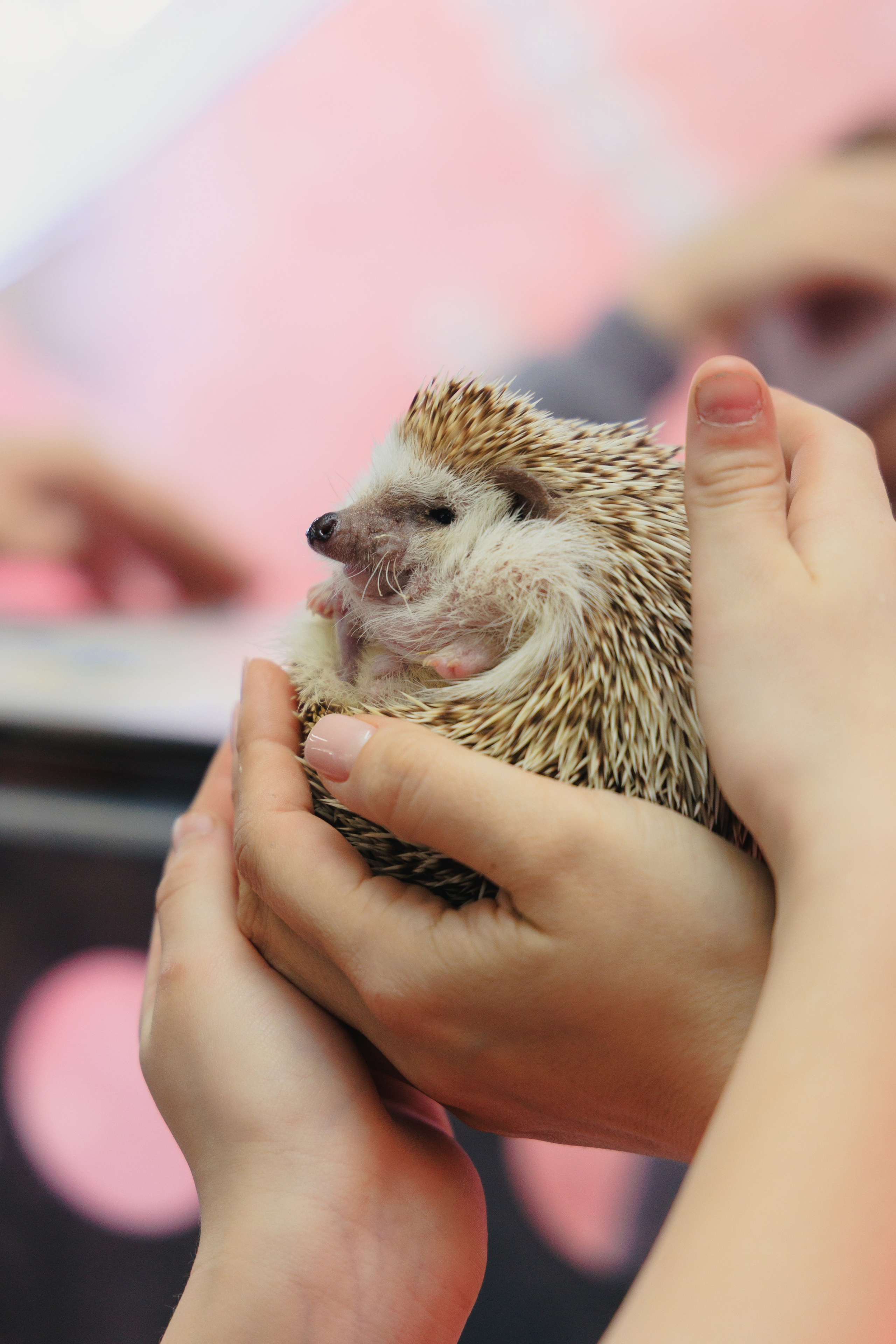 Злате 7 лет | Пуговка. Свадебный фотограф в Минске Владислав Бабич