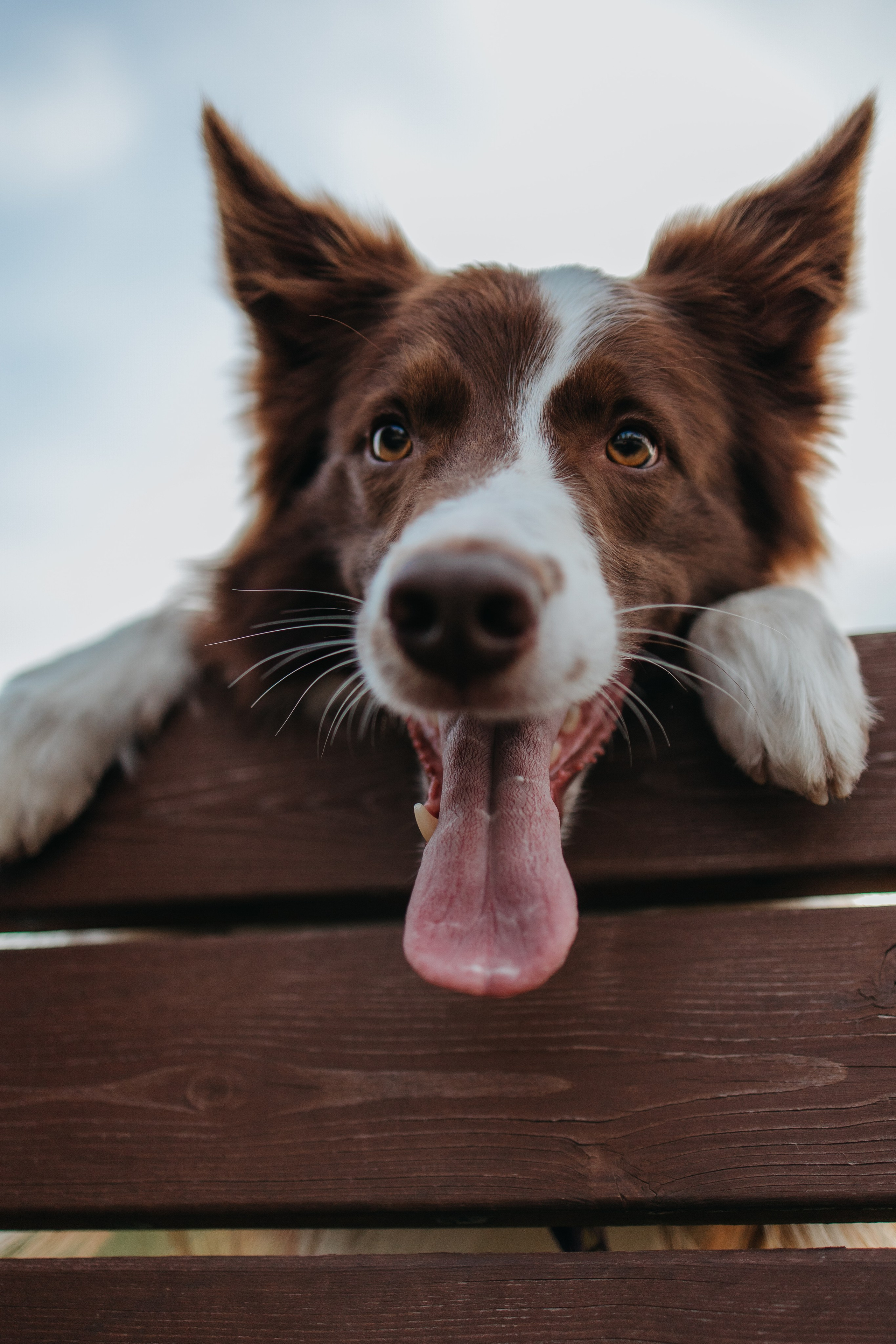 Маша и Тори. Фотограф — анималист Светлана Кысса|фотограф собак в Краснодаре и Нижнем Новгороде