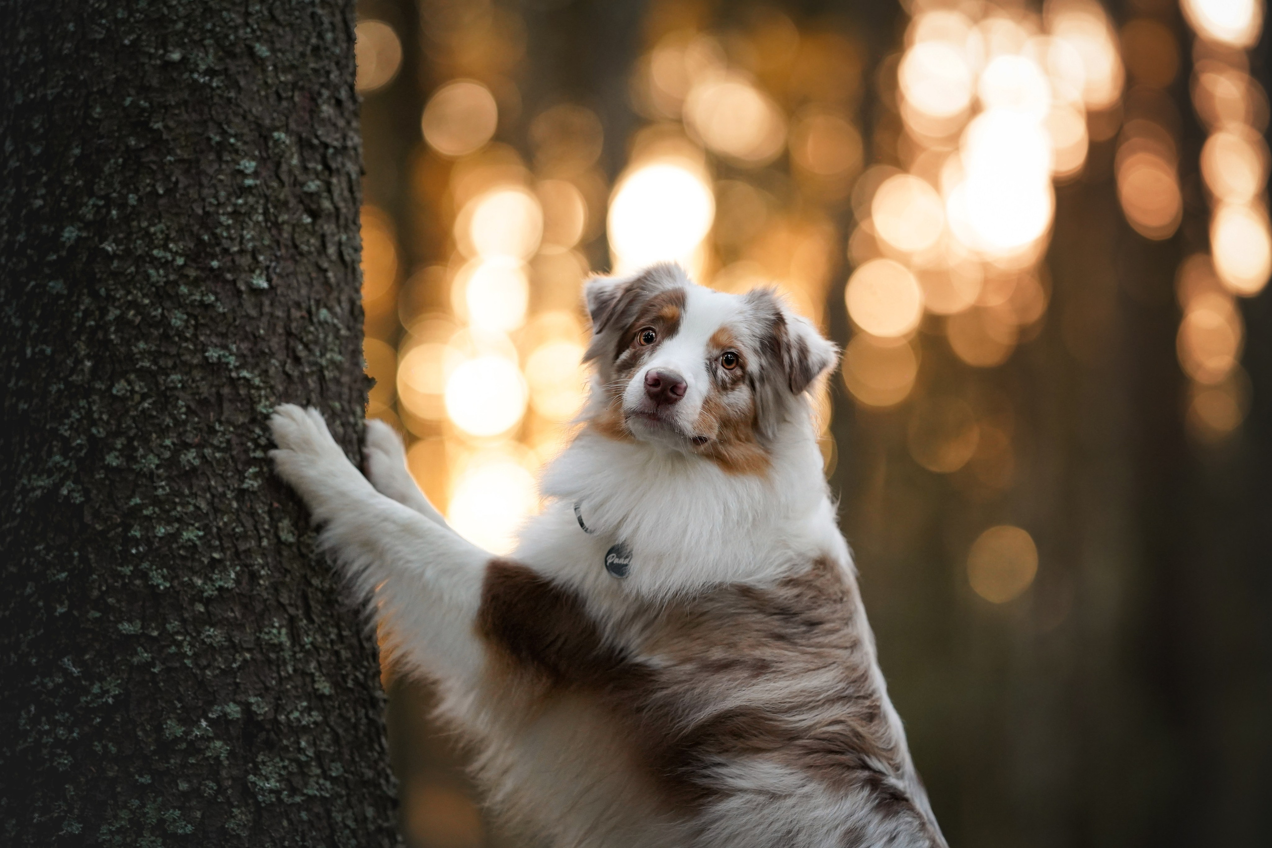 Бэст Айла и Панда. Фотограф-анималист в Санкт-Петербурге Яна Мартынова