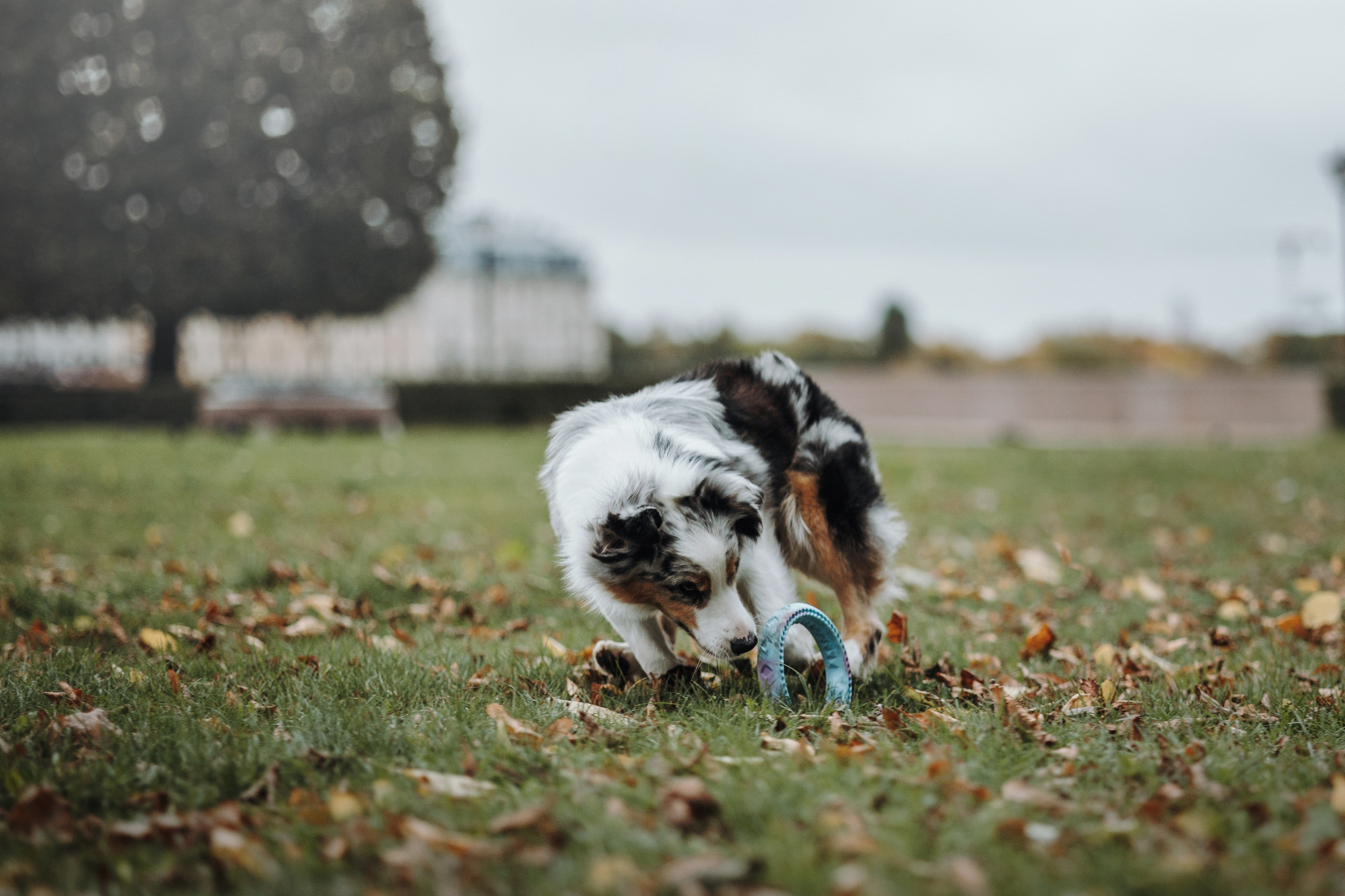 Ирина и Кайса. Фотограф — Анималист | Санкт-Петербург
