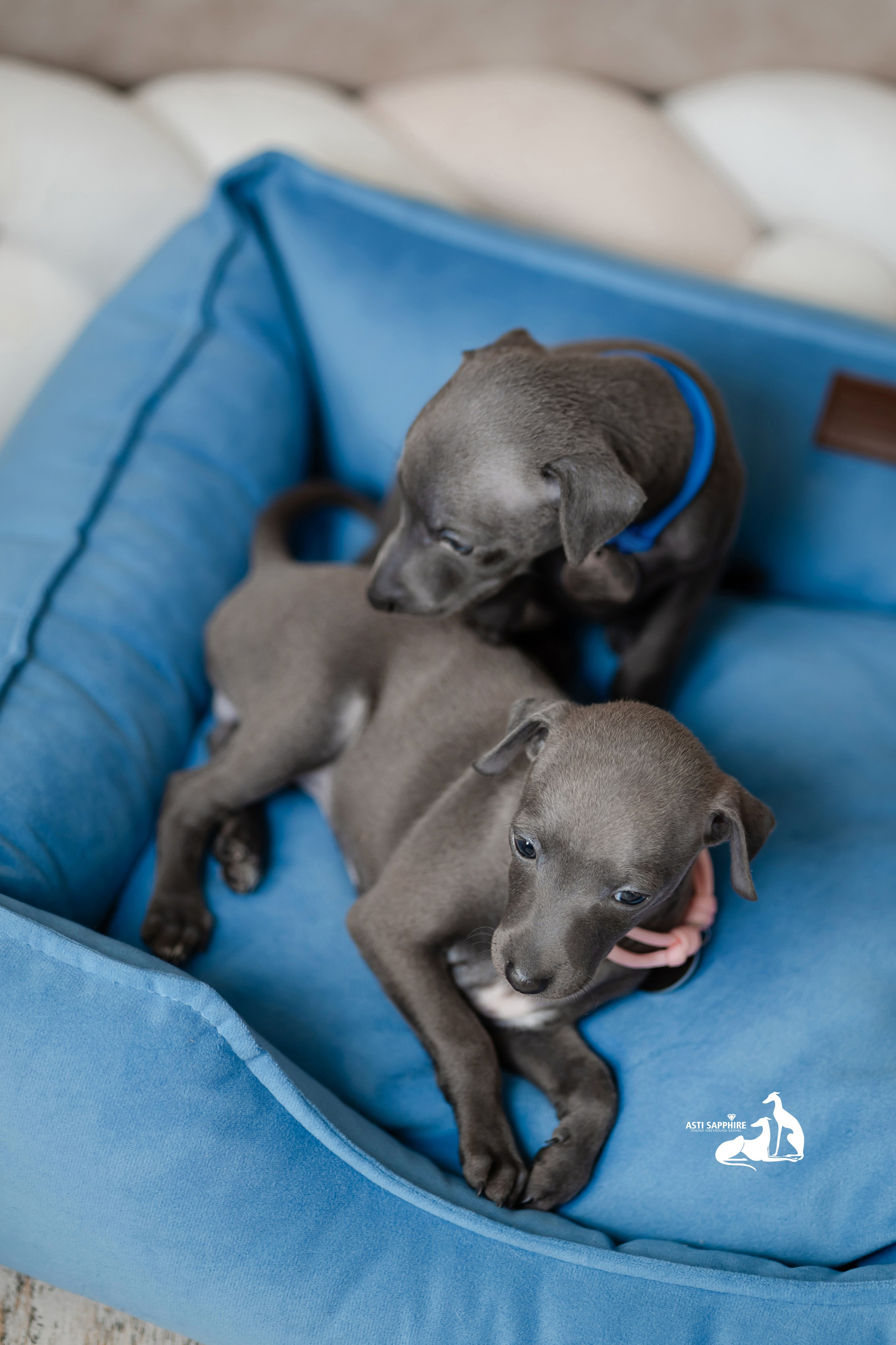 Весенние крошки. Professional Italian Greyhound Kennel RKF/FCI ASTI SAPPHIRE 💎 Sochi|St. Petersburg