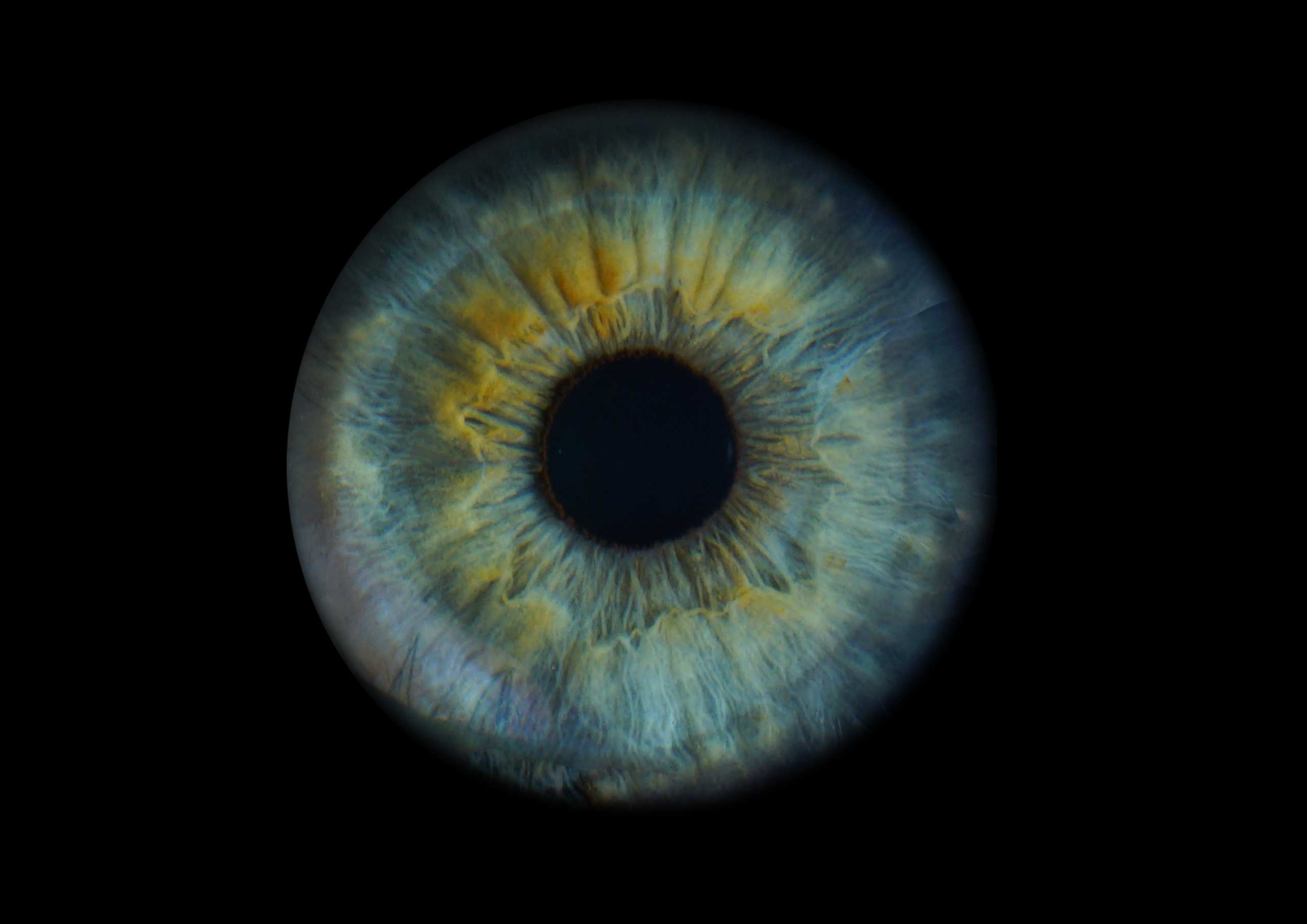 Анжела 11021930. ShowLab