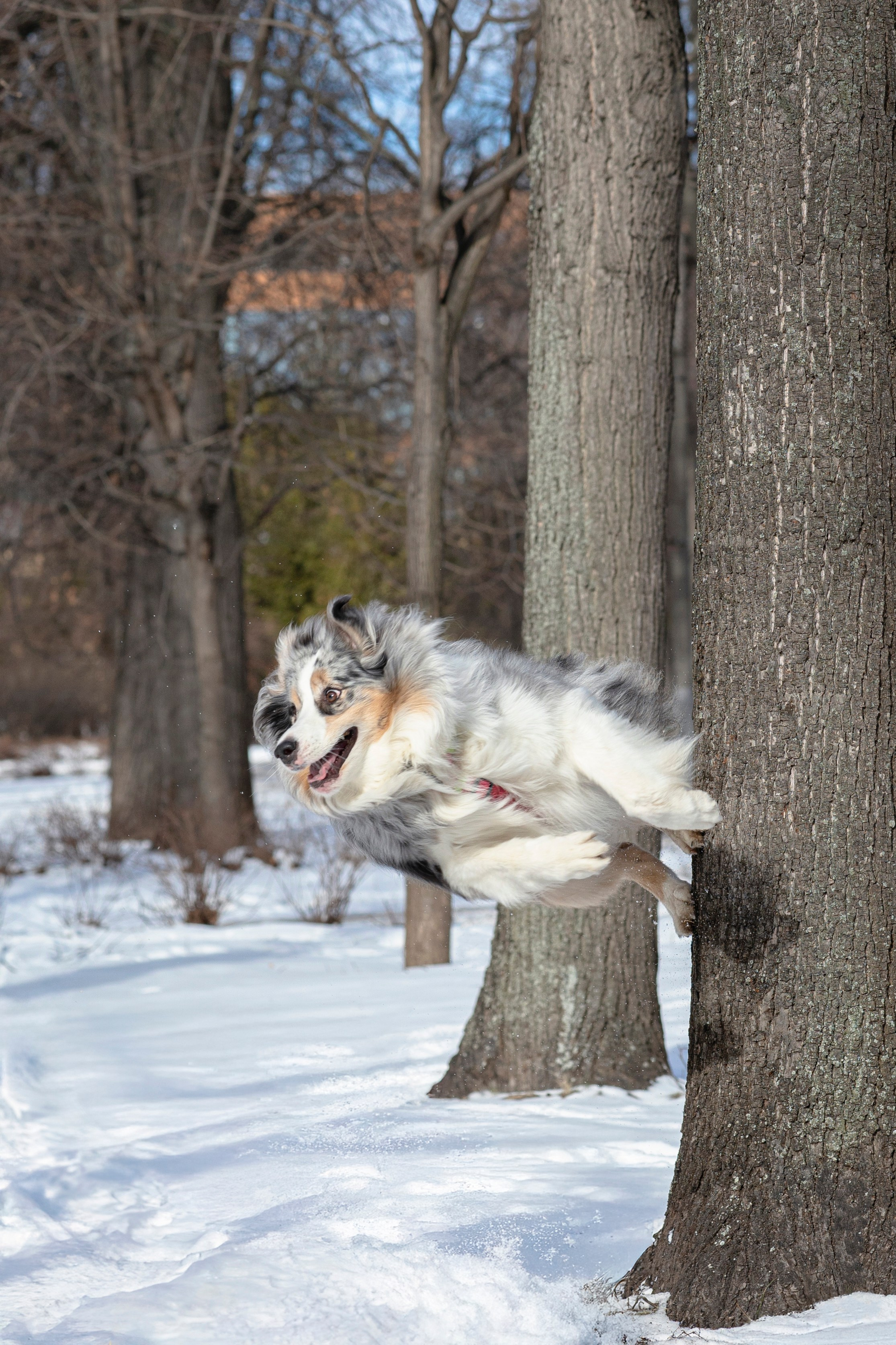 Съемка с собакой. Анастасия Белаш