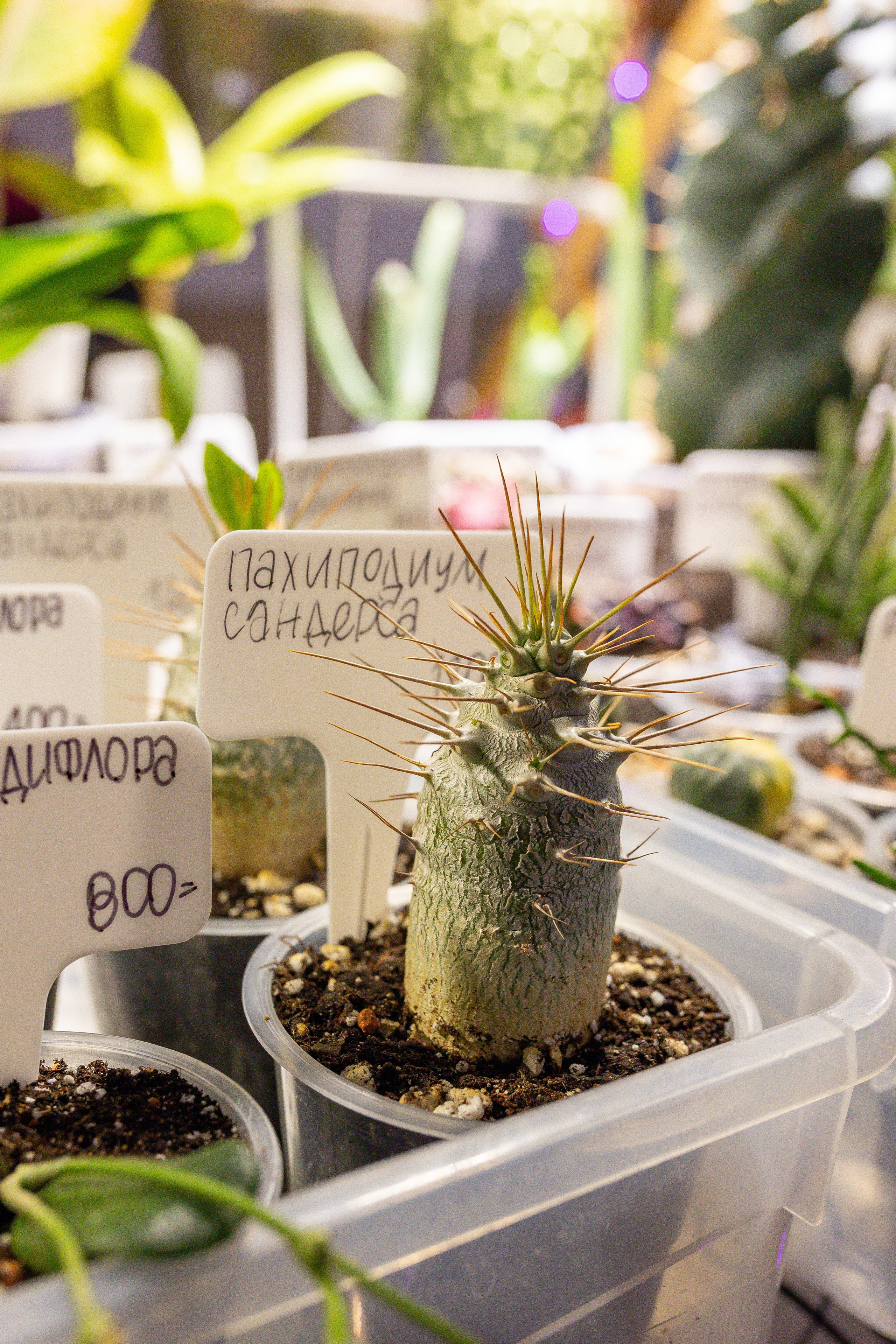 Growbox декабрь 2025. Александра Куликова фотограф, Москва