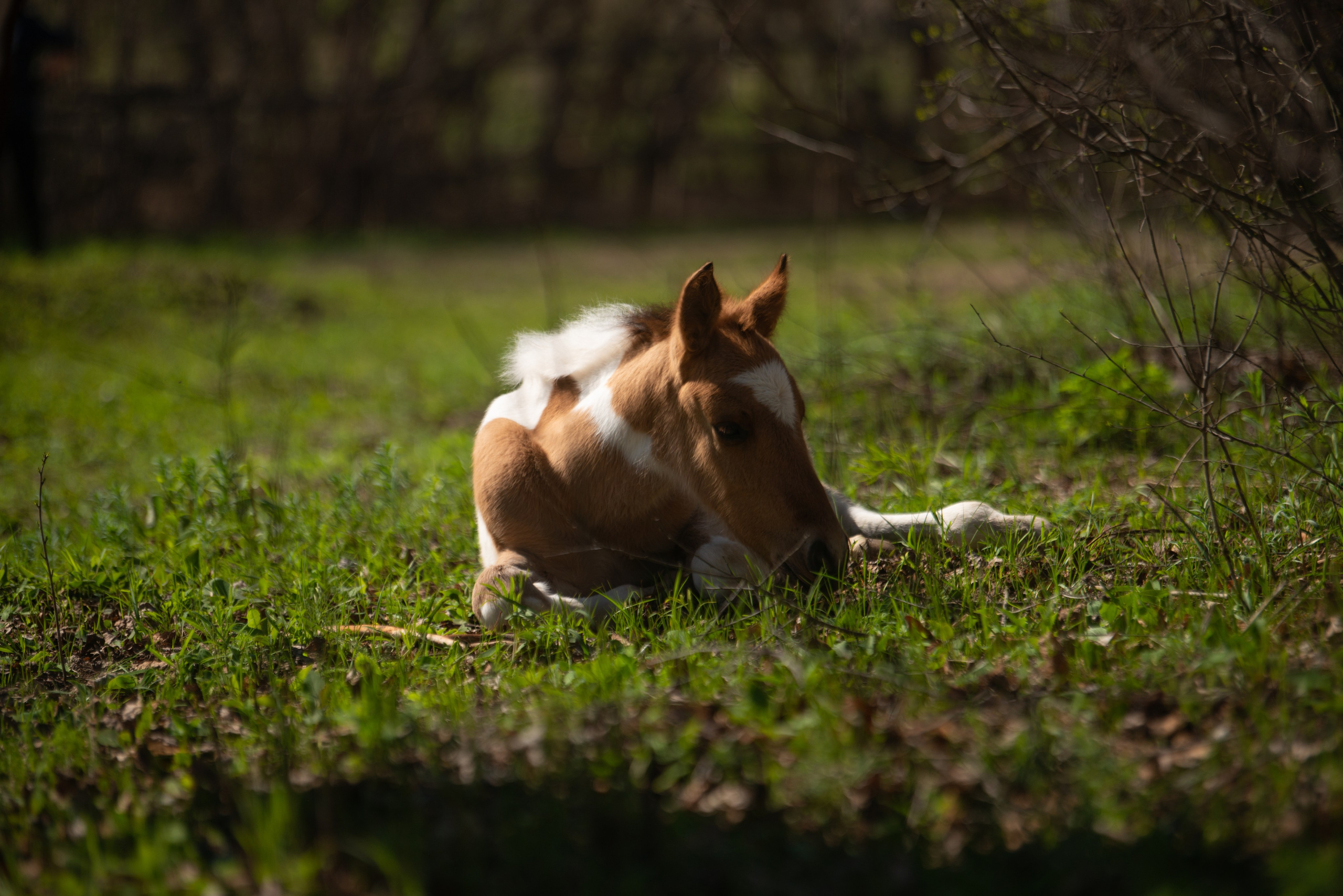 Жеребёнок Митяй. Конный фотограф в Саратове Юлия Иванова