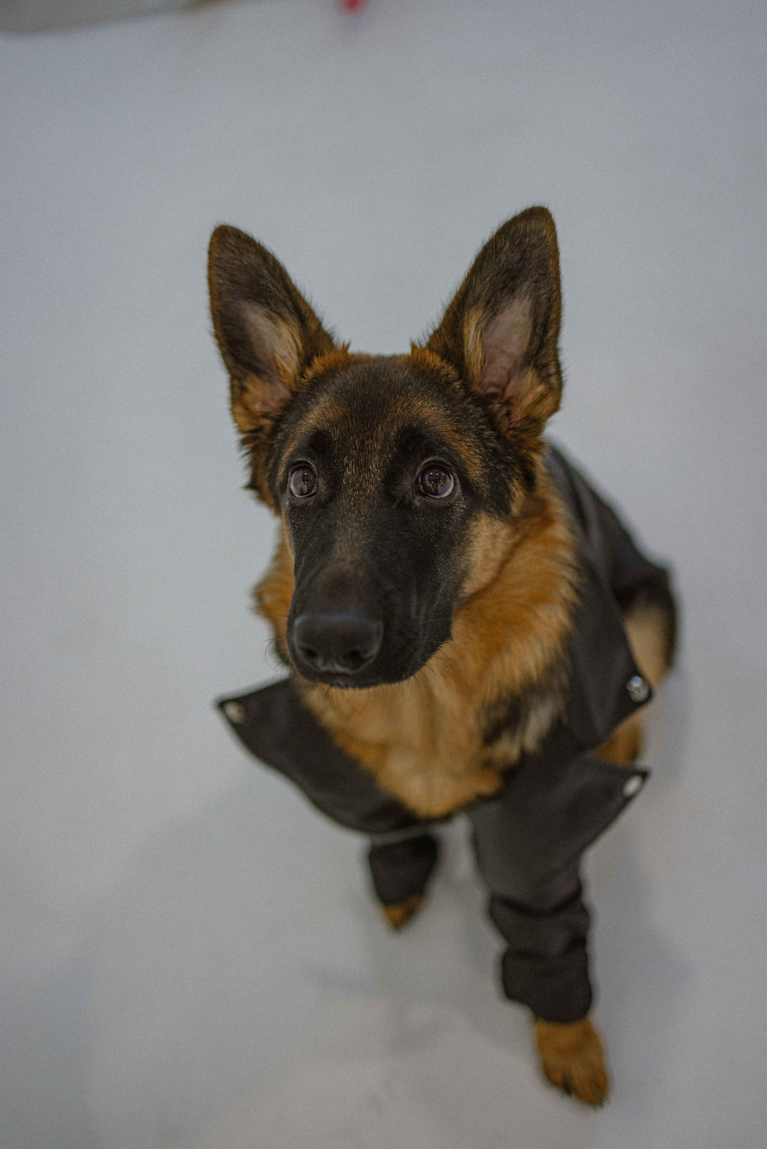 Ася и Буся. Фотограф-анималист в Москве Лера Черноног