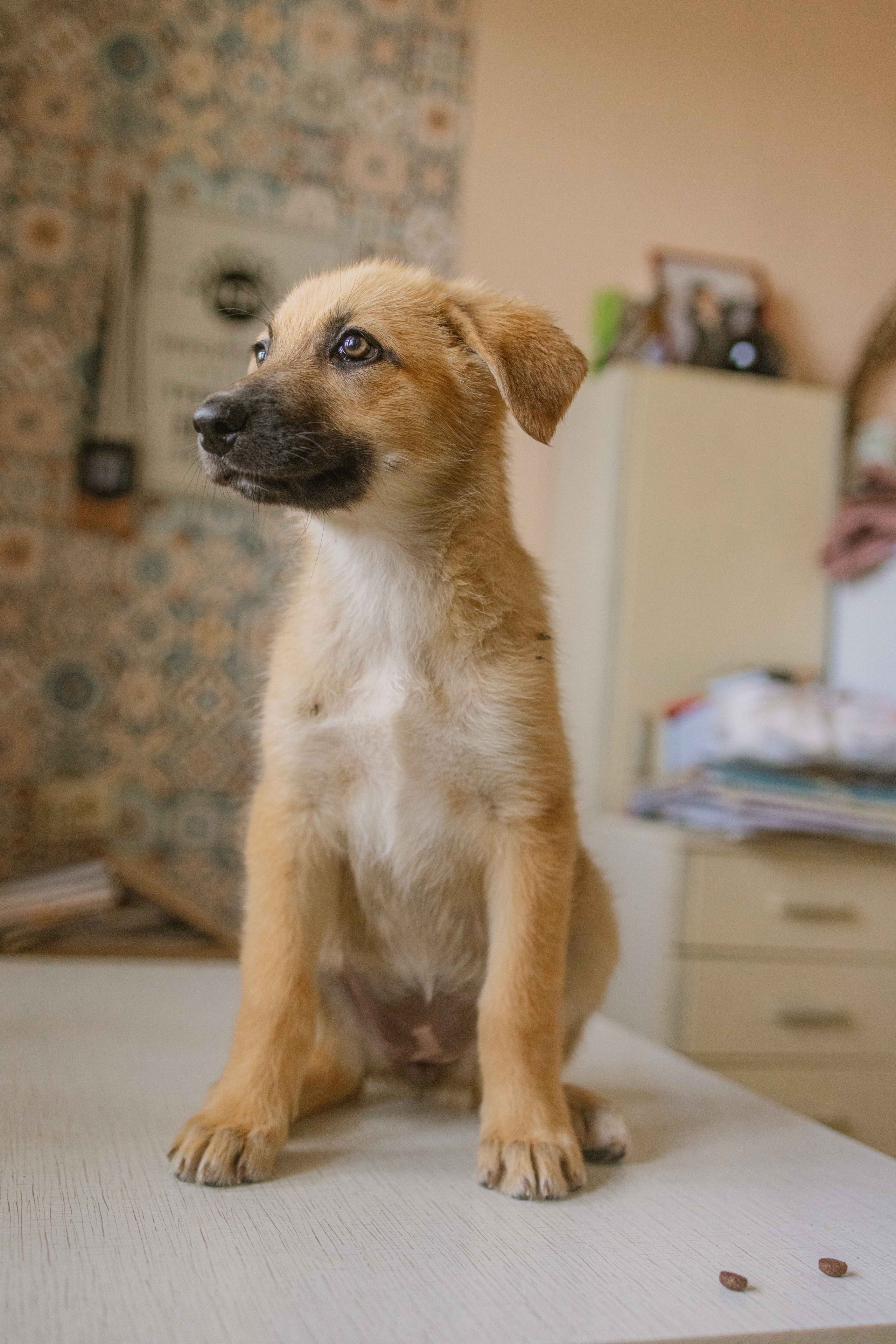 Щеночки на кухне. Фотограф-анималист в Москве Лера Черноног