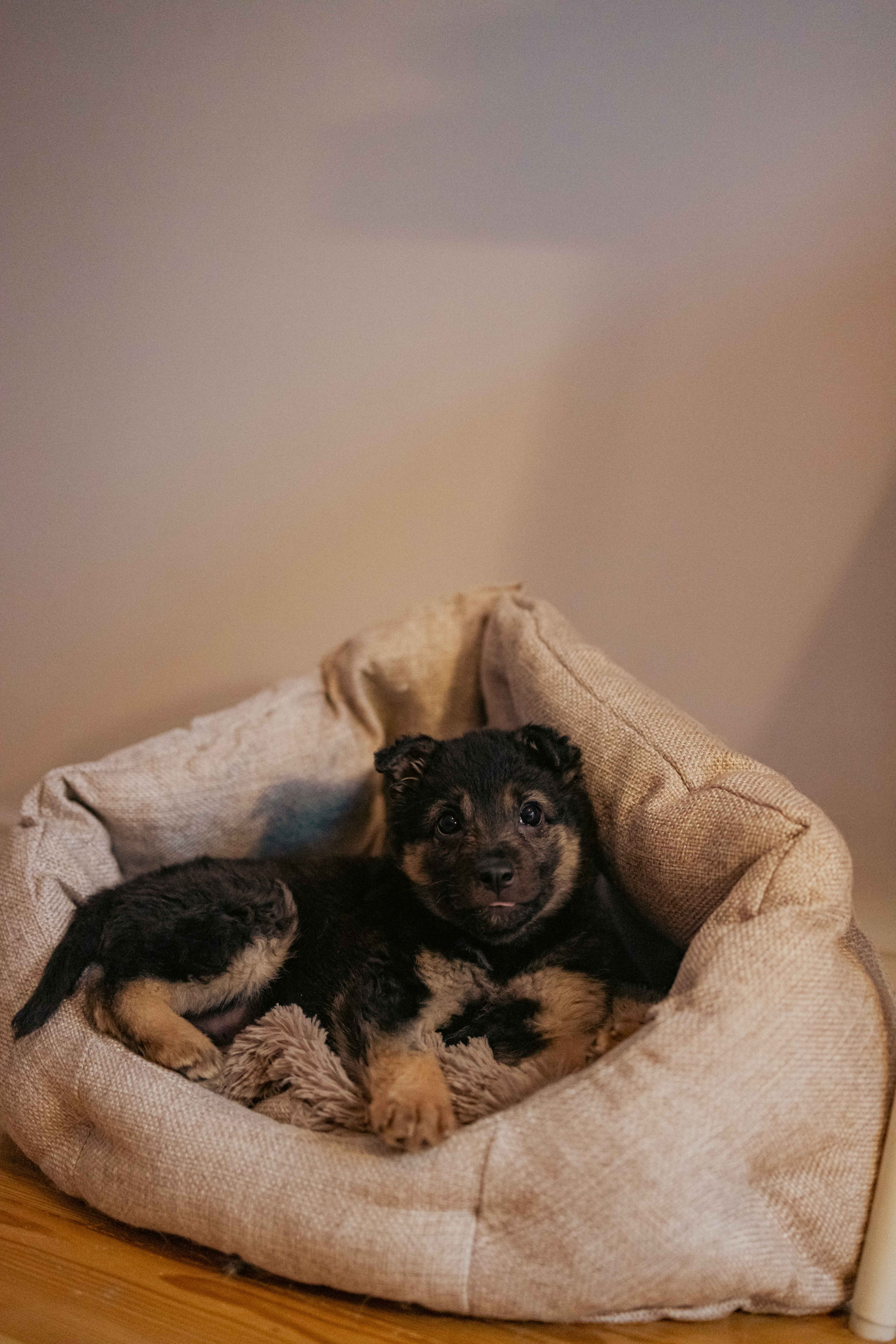 Пеппа. Фотограф-анималист в Москве Лера Черноног