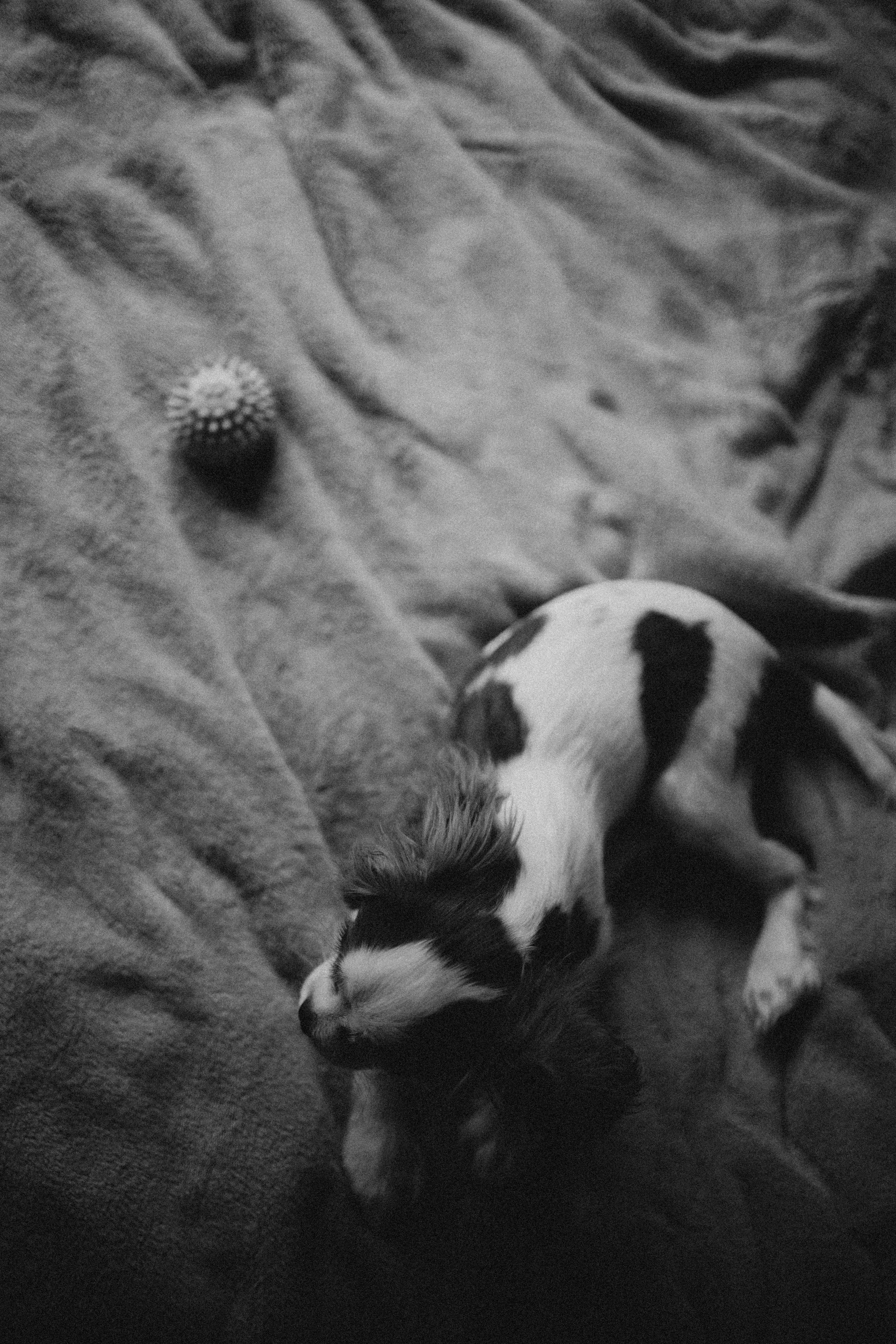 Юля и Кипр. Фотограф-анималист в Москве Лера Черноног