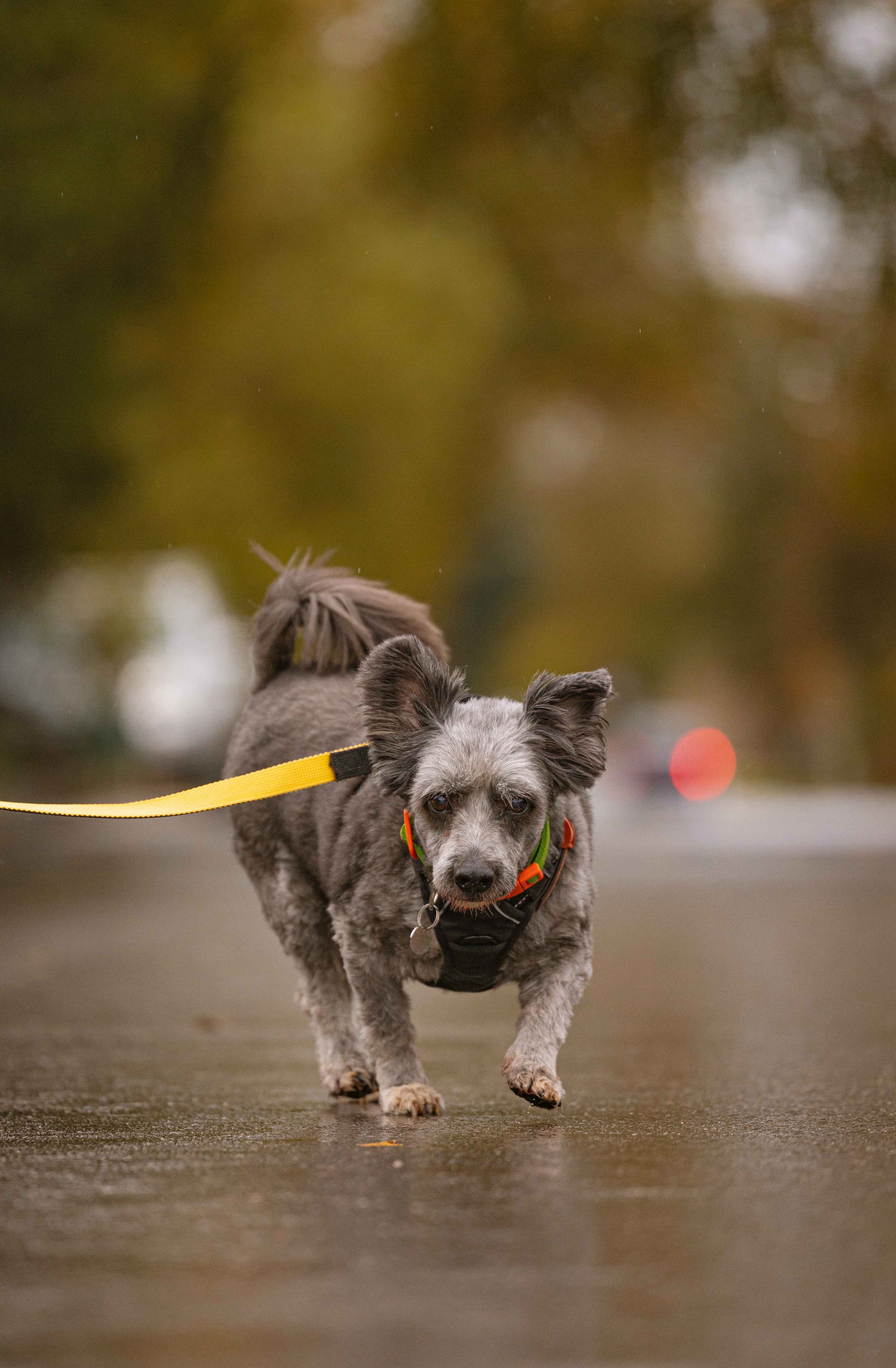 Передержка. Фотограф-анималист в Москве Лера Черноног