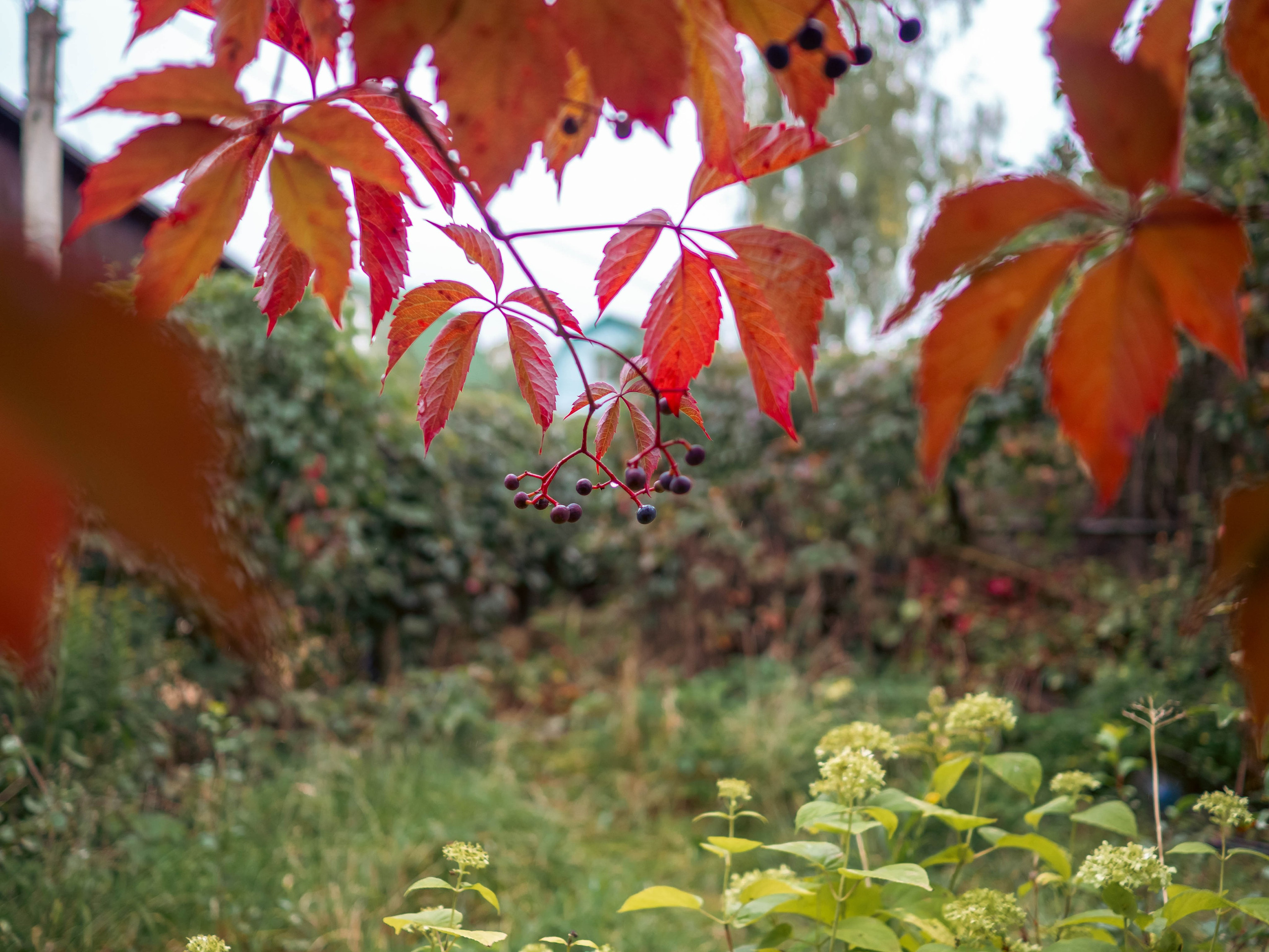 20230916 Дача. Дмитрий Ремизов. Фотография, как хобби