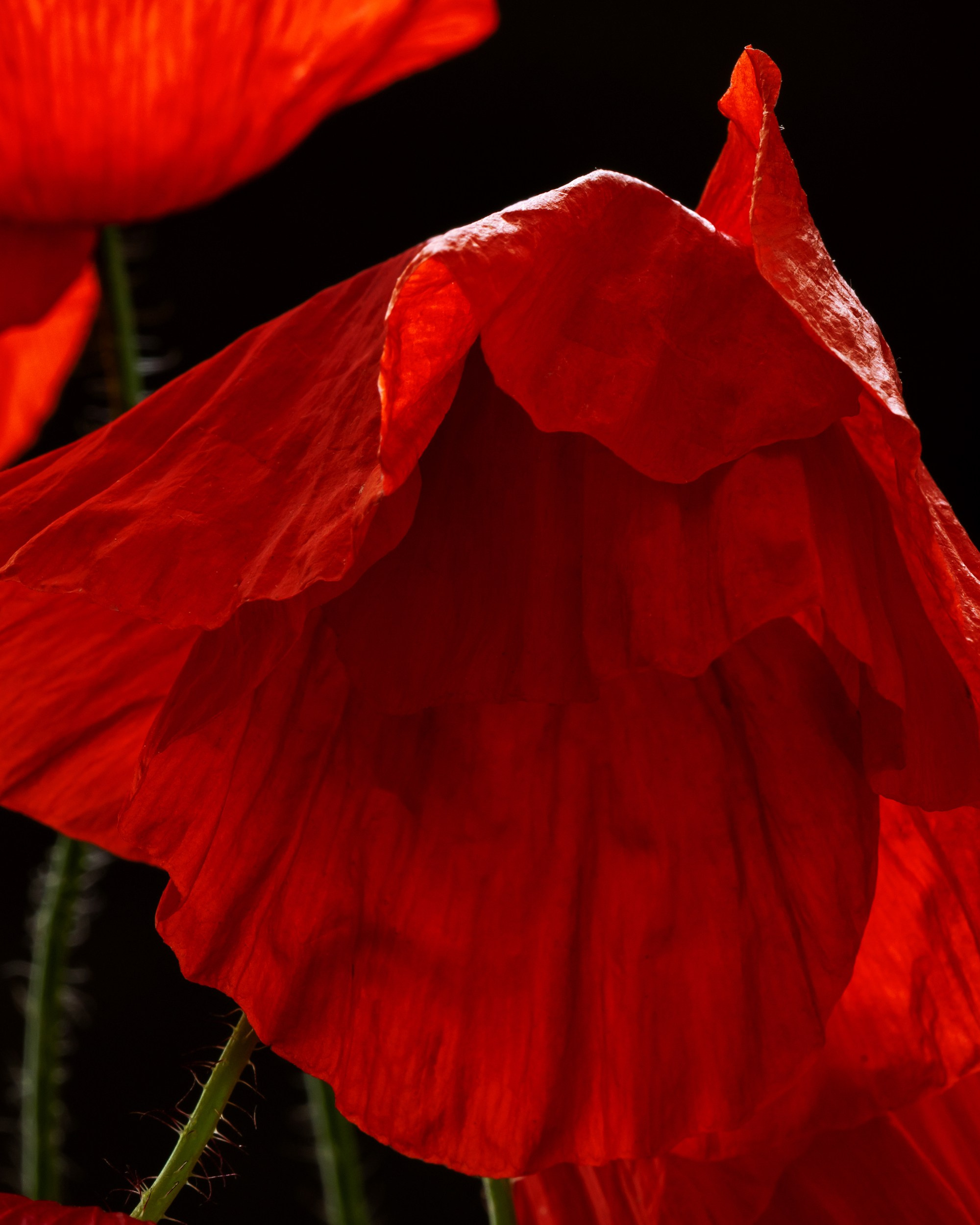 Velvet Blaze. Author’s fine art prints with international delivery