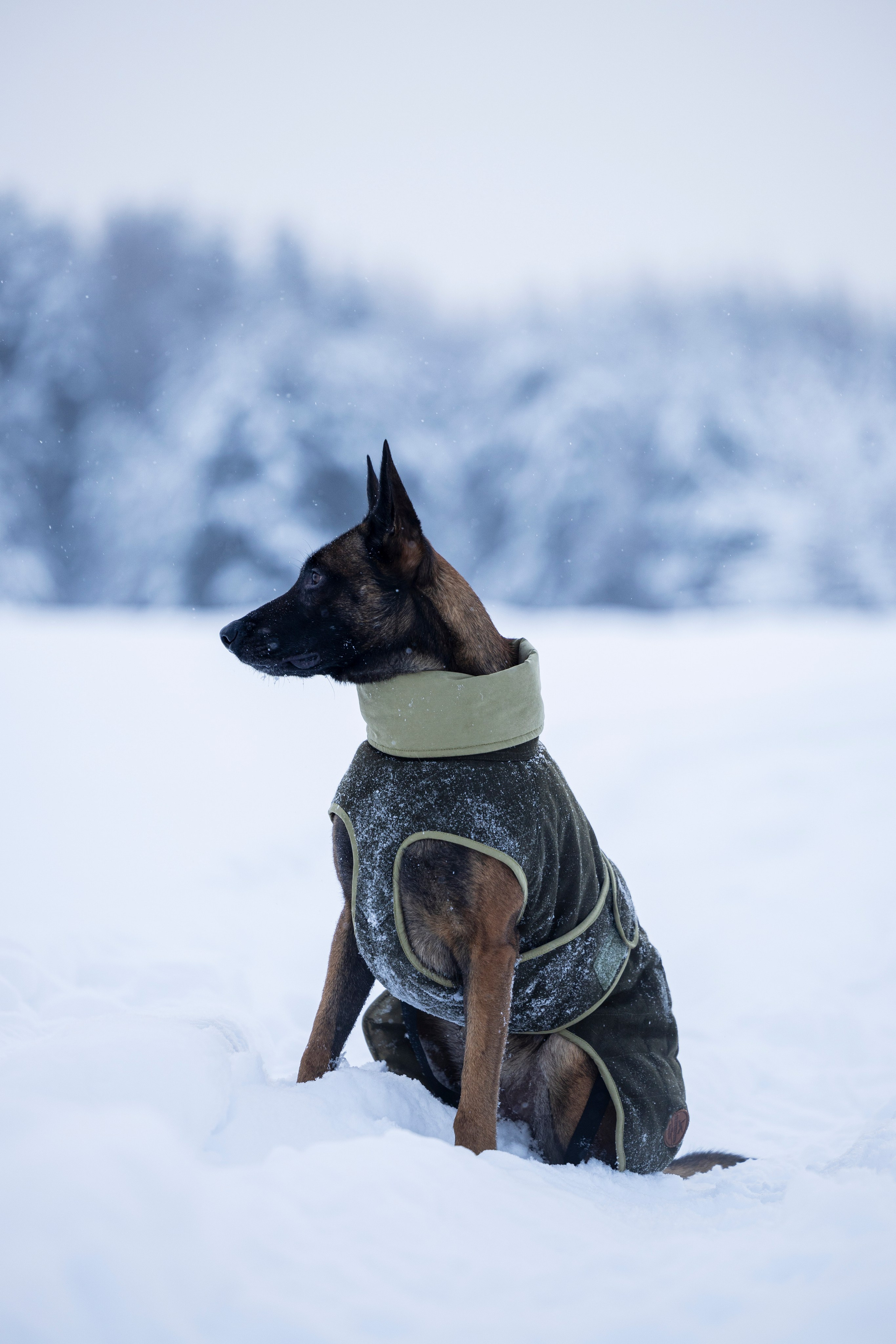 Брейвхунд. Фотограф-анималист Анна Маринич
