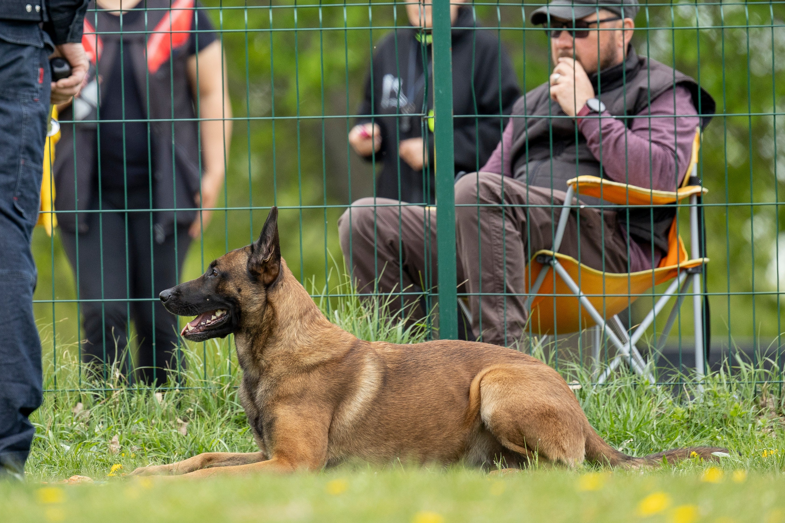Испытания по мондьорингу в Нижнем Новгороде. Фотограф-анималист Анна Маринич