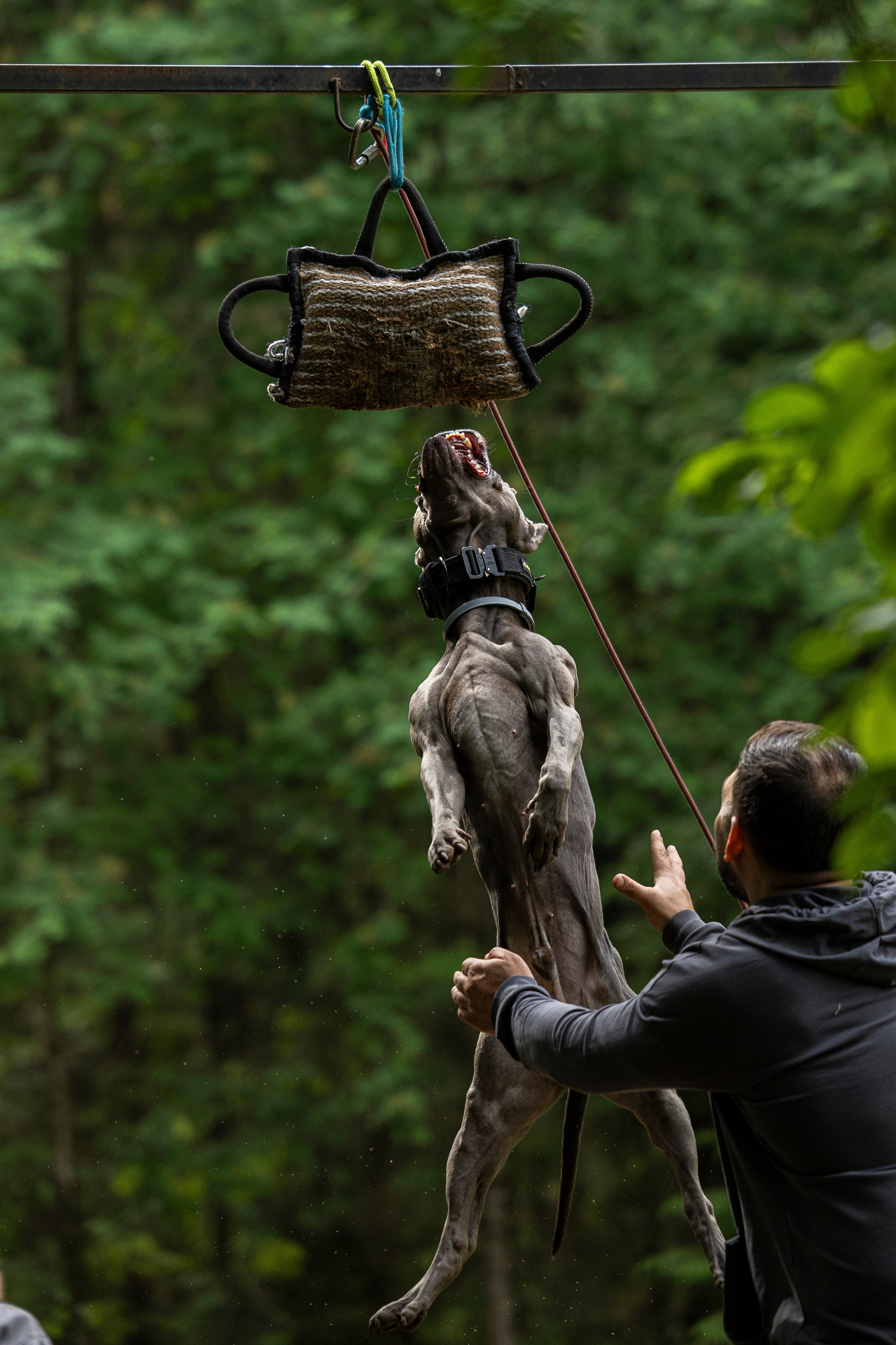 Пит-стафф многоборье. Фотограф-анималист Анна Маринич