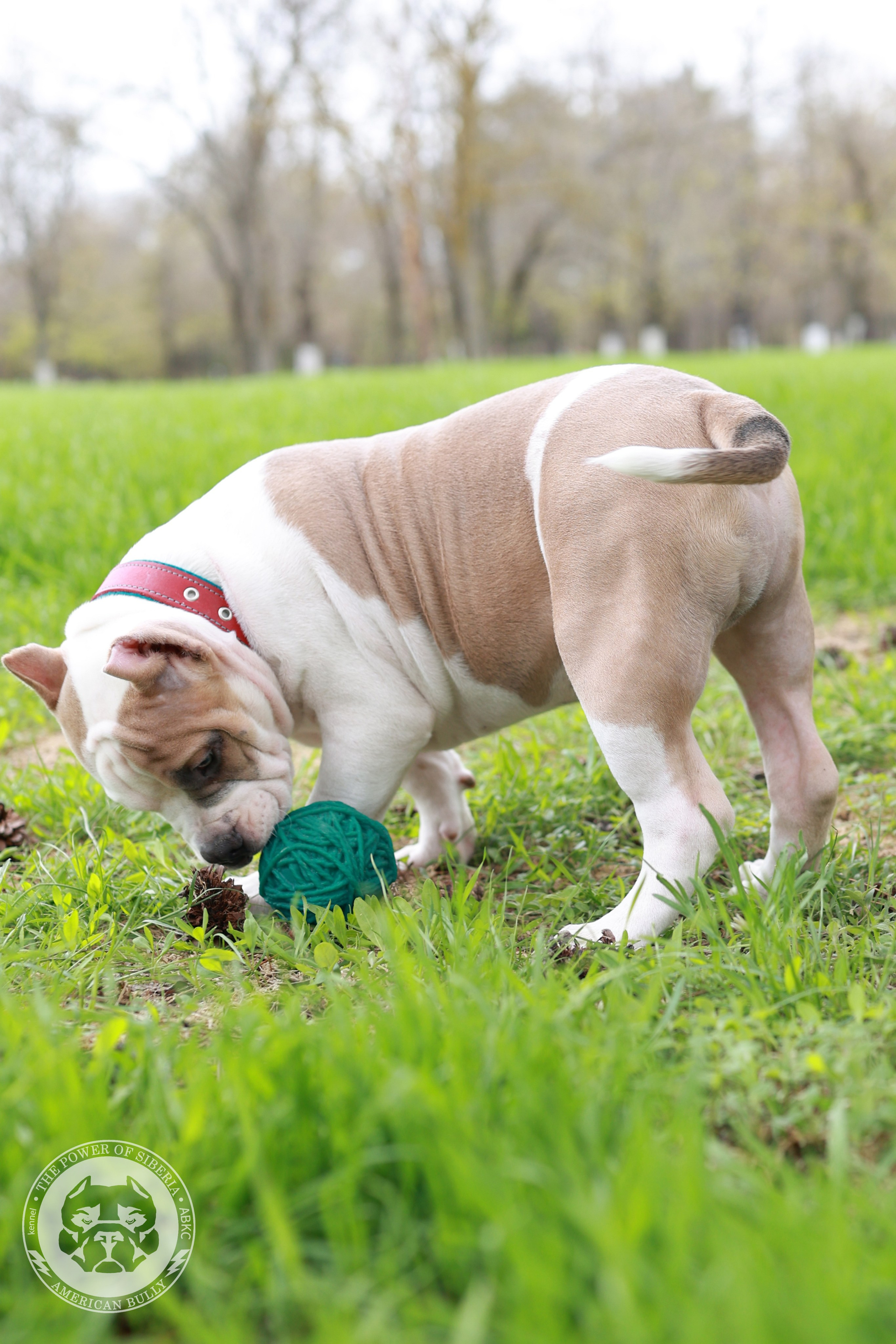 13.12.25-Мия-Турук. Американский Булли в г. Ростов-на-Дону. Питомник THE POWER OF SIBERIA