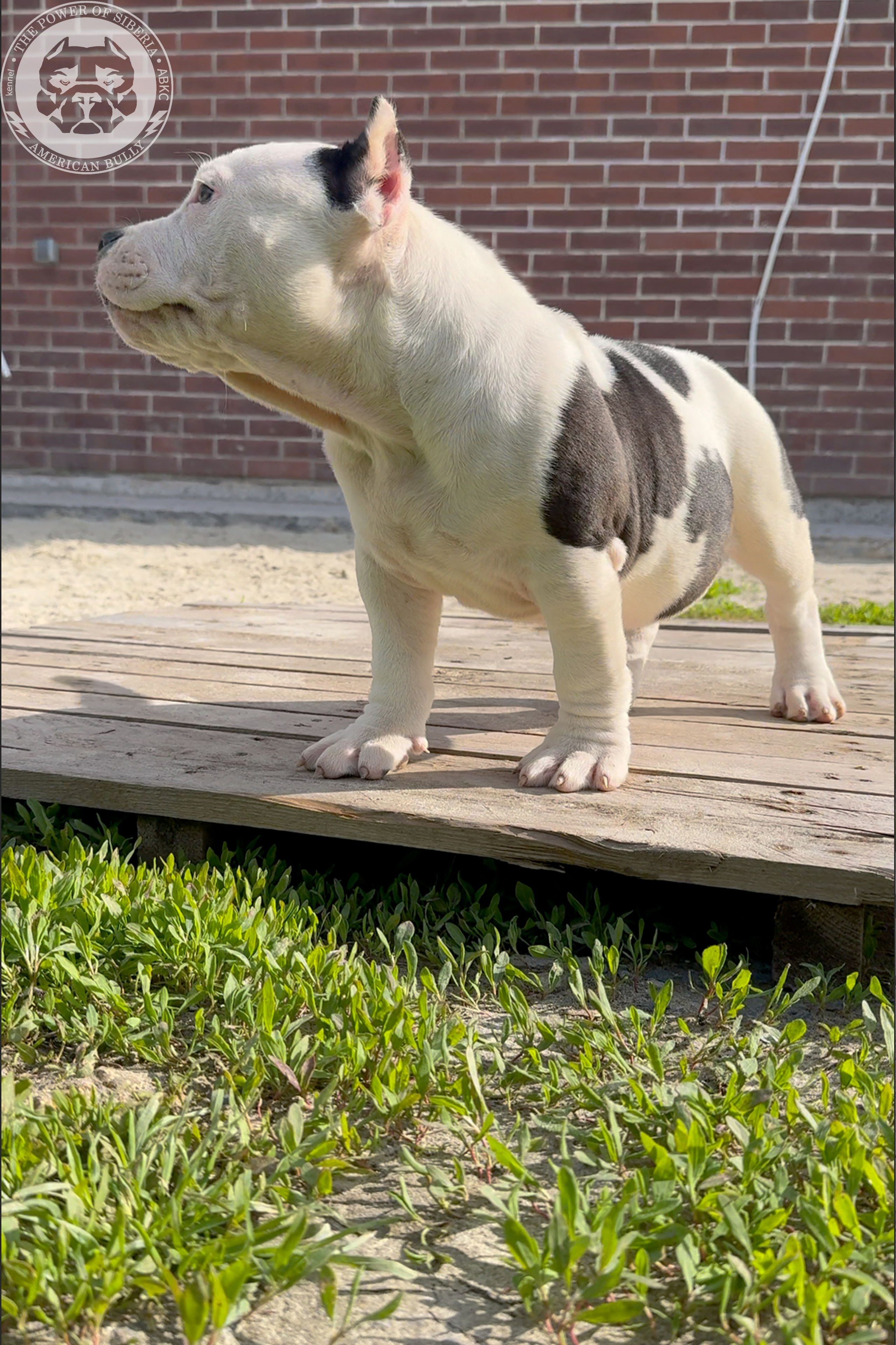 20.01.26-Рокси-Арчи. Американский Булли в г. Ростов-на-Дону. Питомник THE POWER OF SIBERIA
