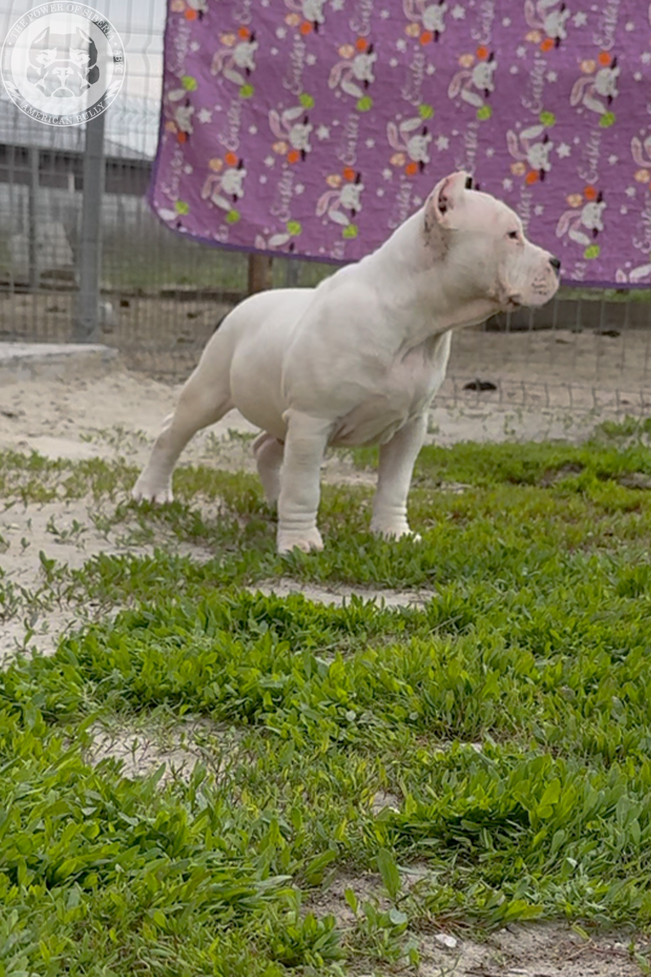 20.01.26-Рокси-Арчи. Американский Булли в г. Ростов-на-Дону. Питомник THE POWER OF SIBERIA
