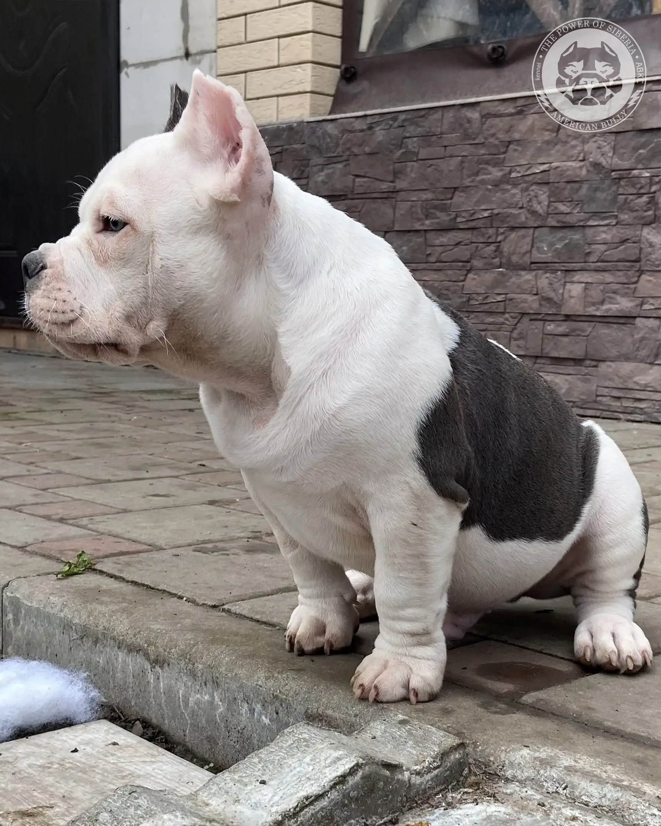 Свободные щенки Американский Булли, в типах покет, классик, стандарт. Американский Булли в г. Ростов-на-Дону. Питомник THE POWER OF SIBERIA