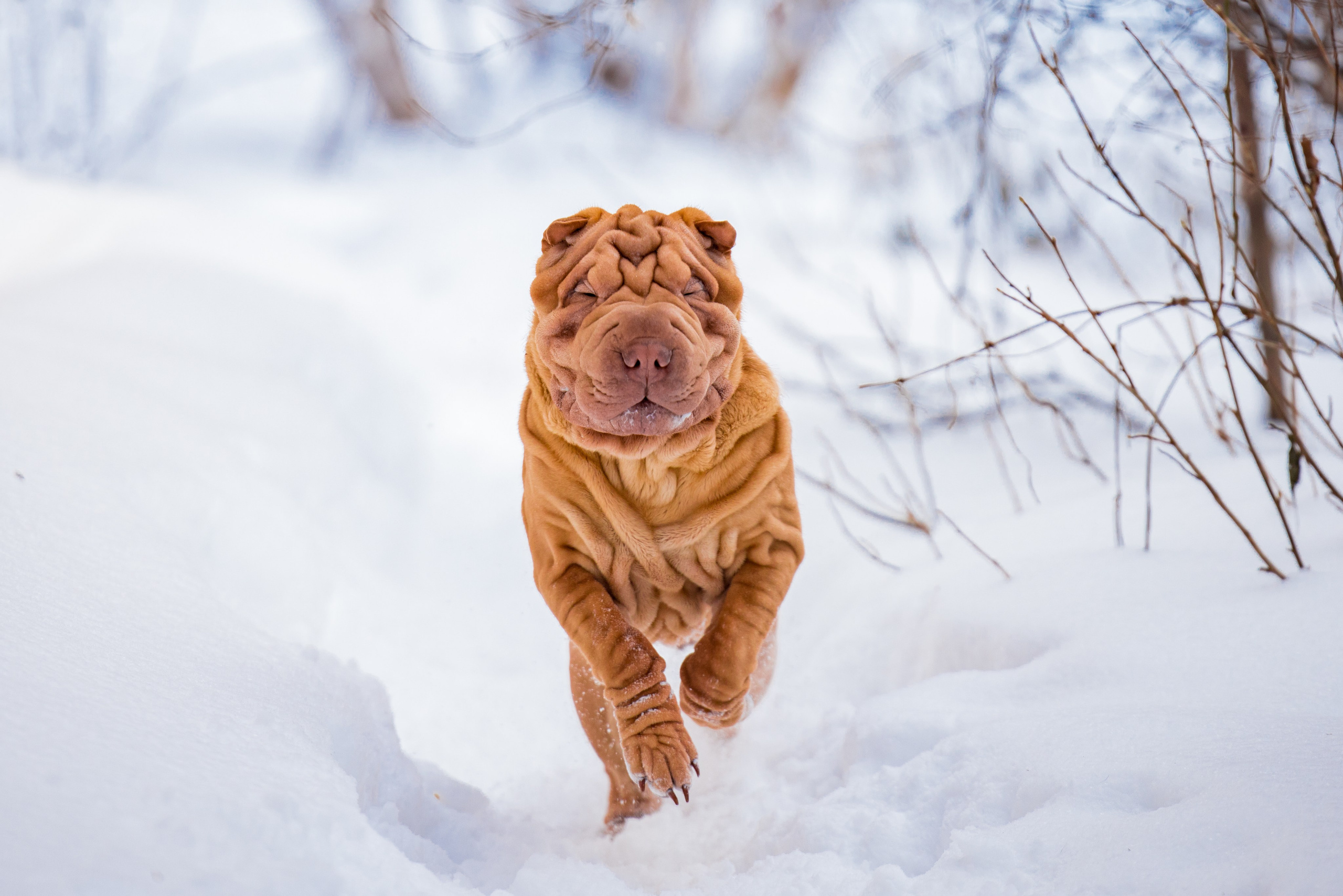В гостях у шарпеев 16.01.2024. Фотограф-анималист Юлия Германика