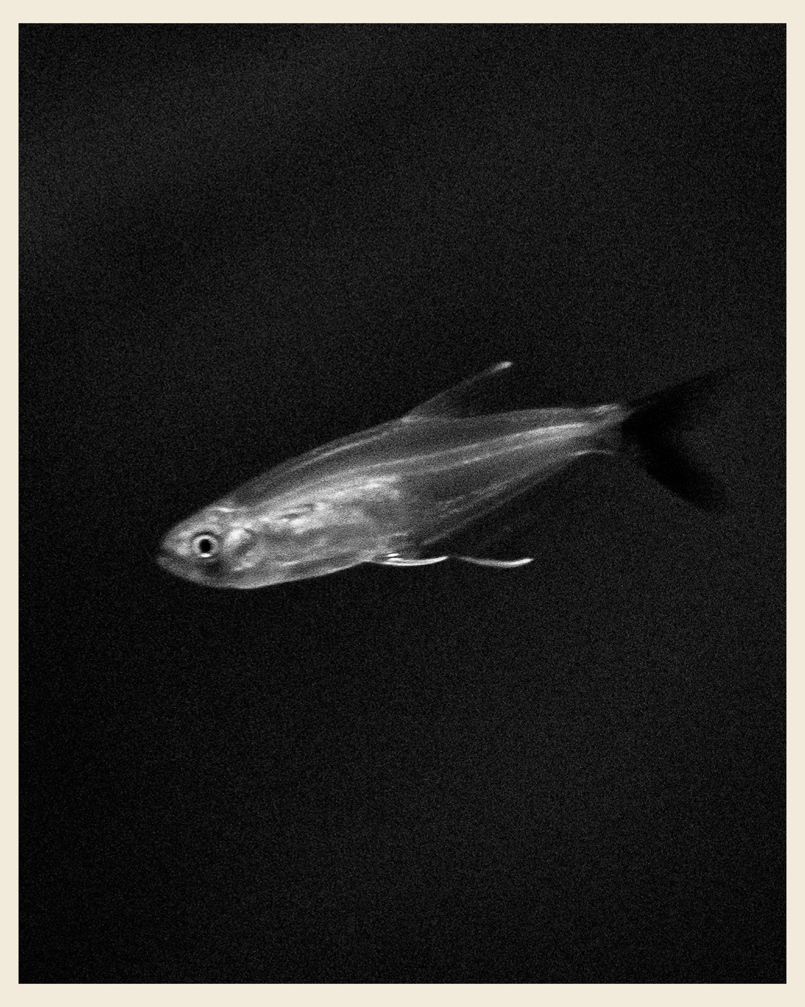 AILAND x VANO. Ivan Petrov photographer