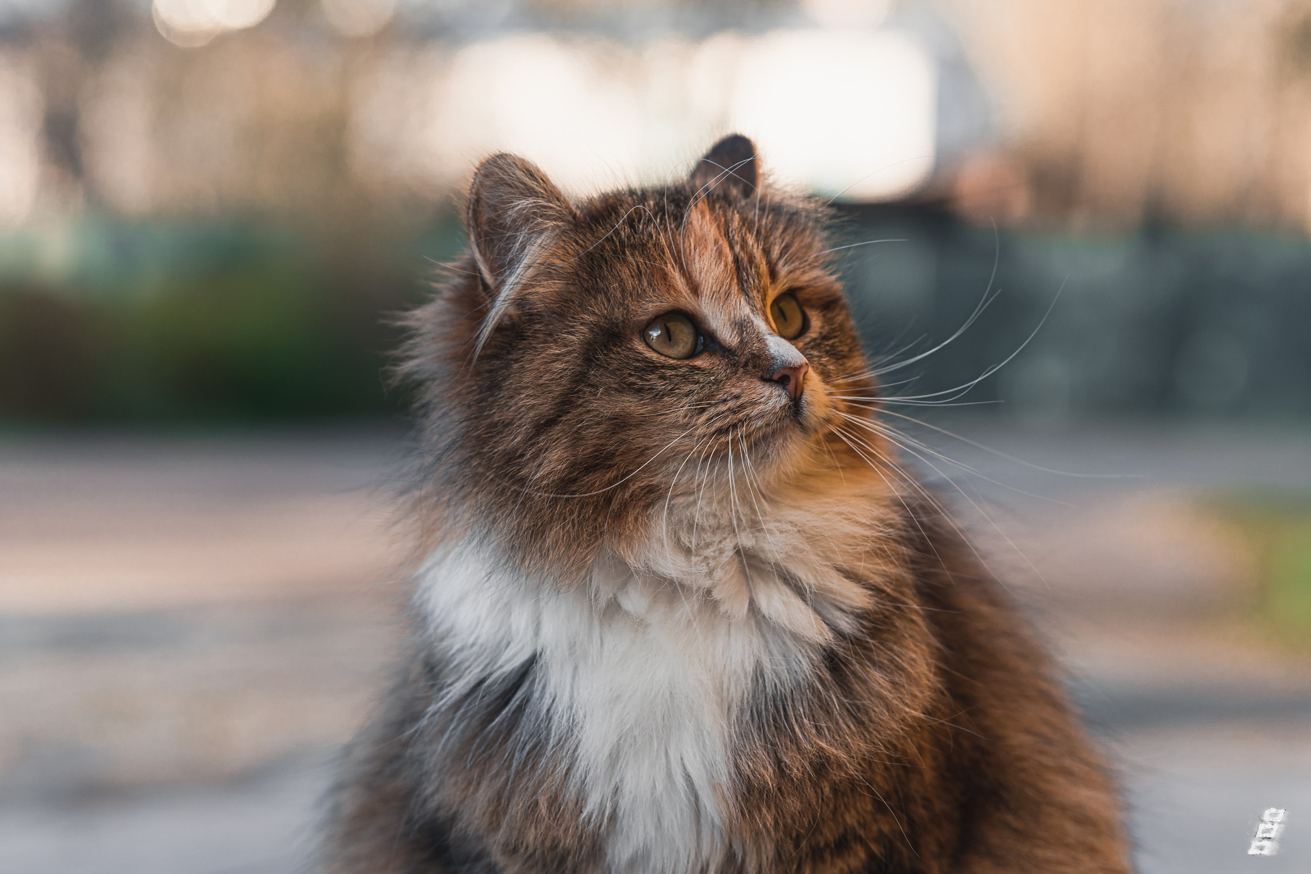 Cat series. Саватейкин Ярослав | Портретный фотограф в Москве