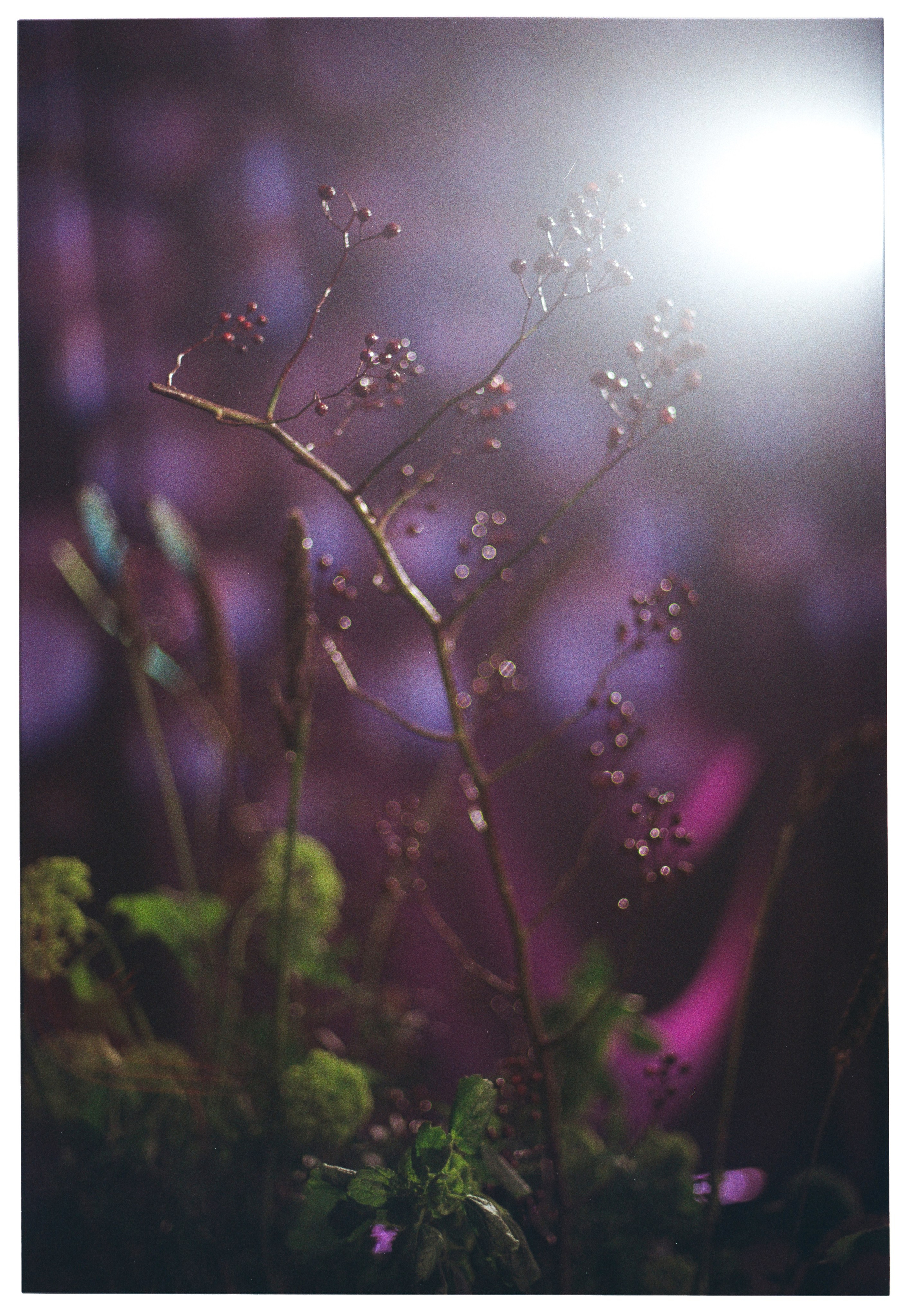 АЛЁНА И ДЕНИС. Свадебный и семейный фотограф Никита Корохов