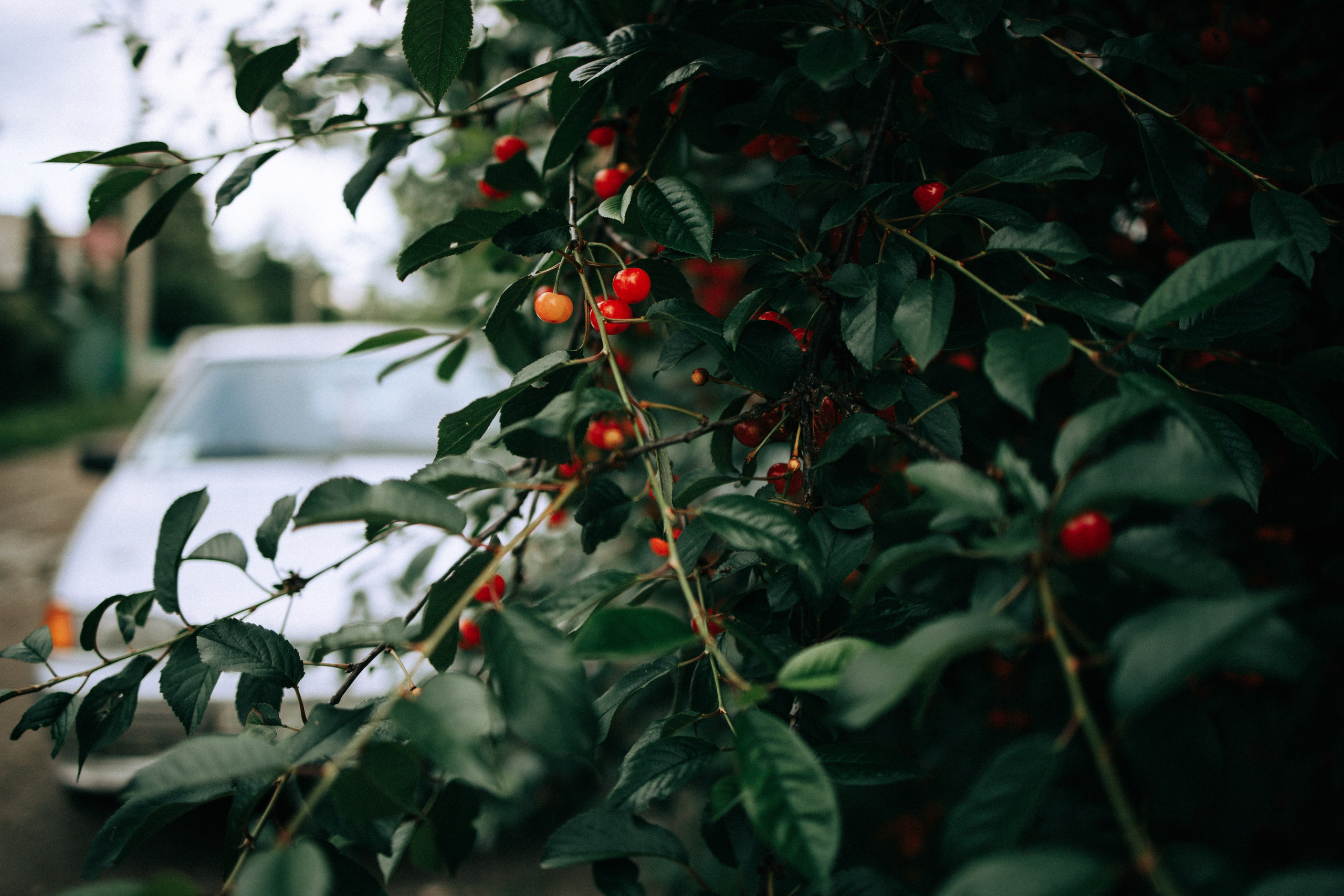 Прогулка по Криволучью. Свадебный и семейный фотограф в Туле и области Маша Костина