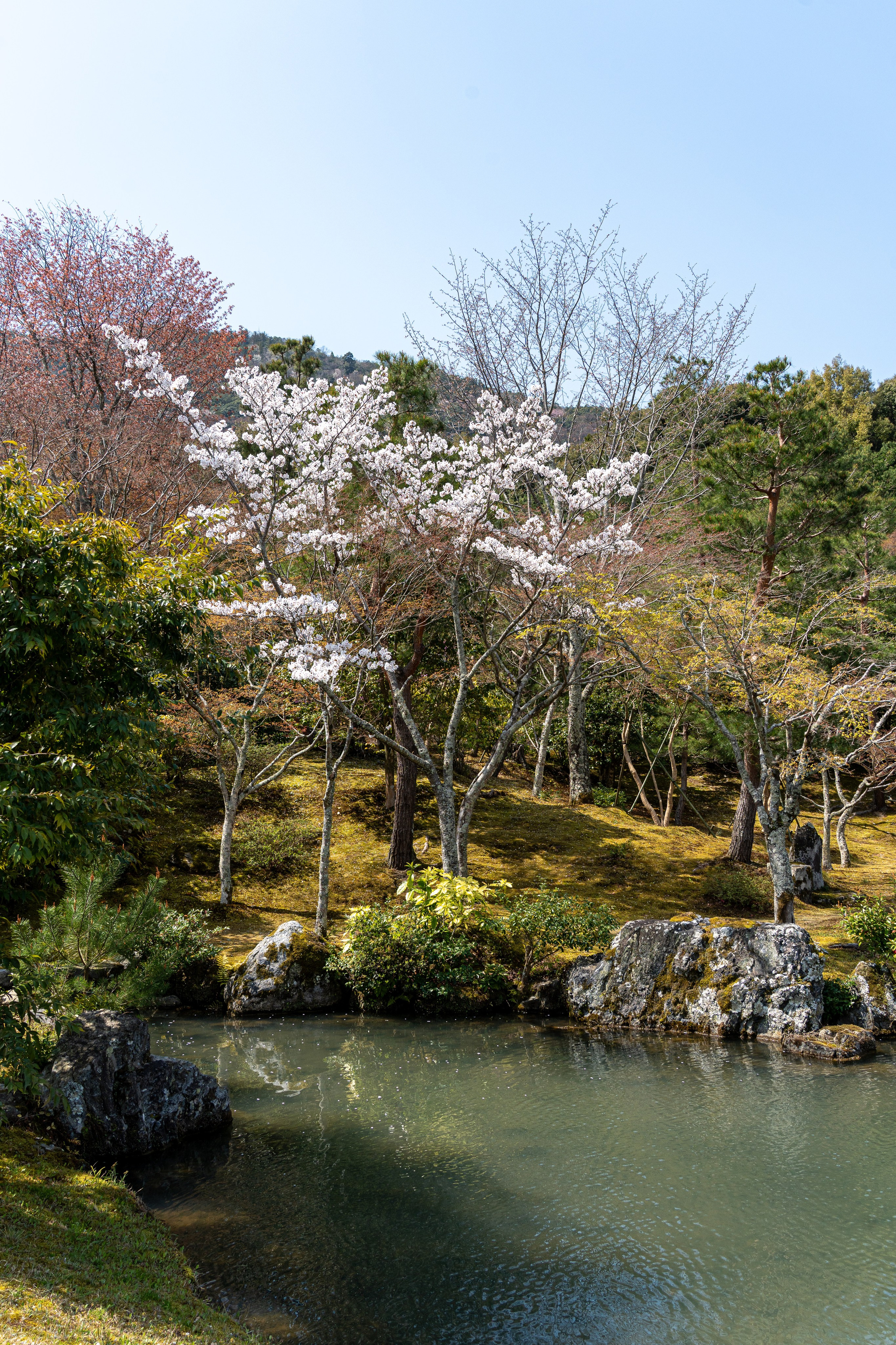 Япония, сакура. Творческие сьемки