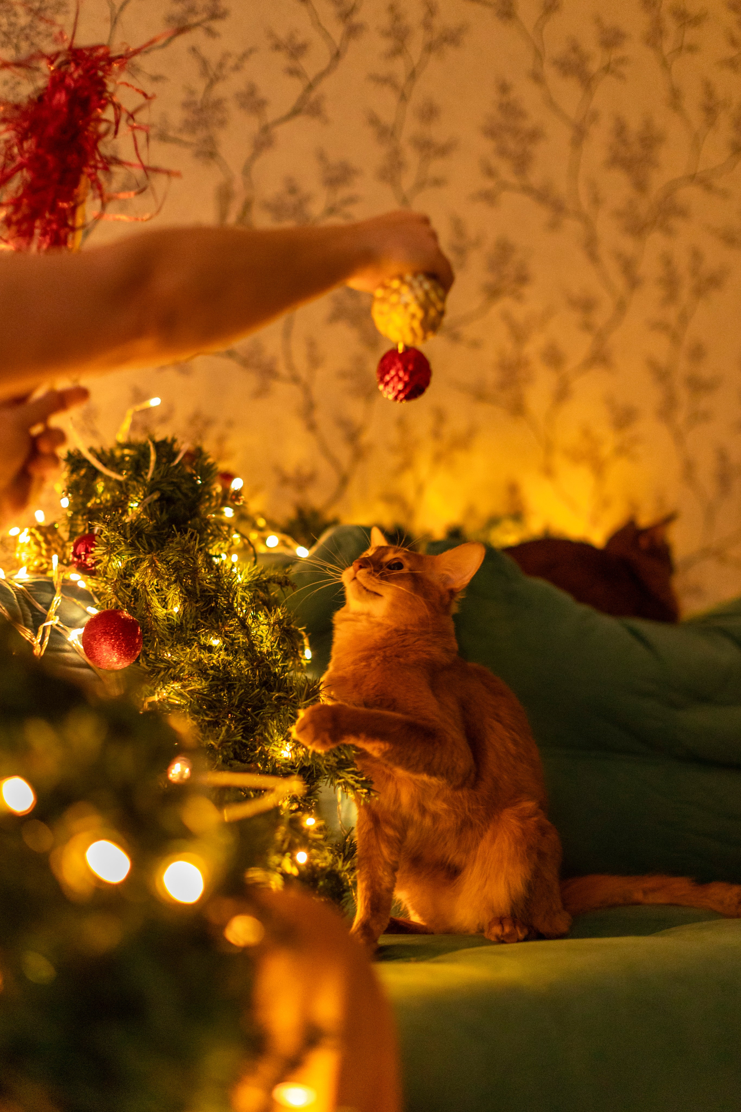 Сомали. Art my Pho